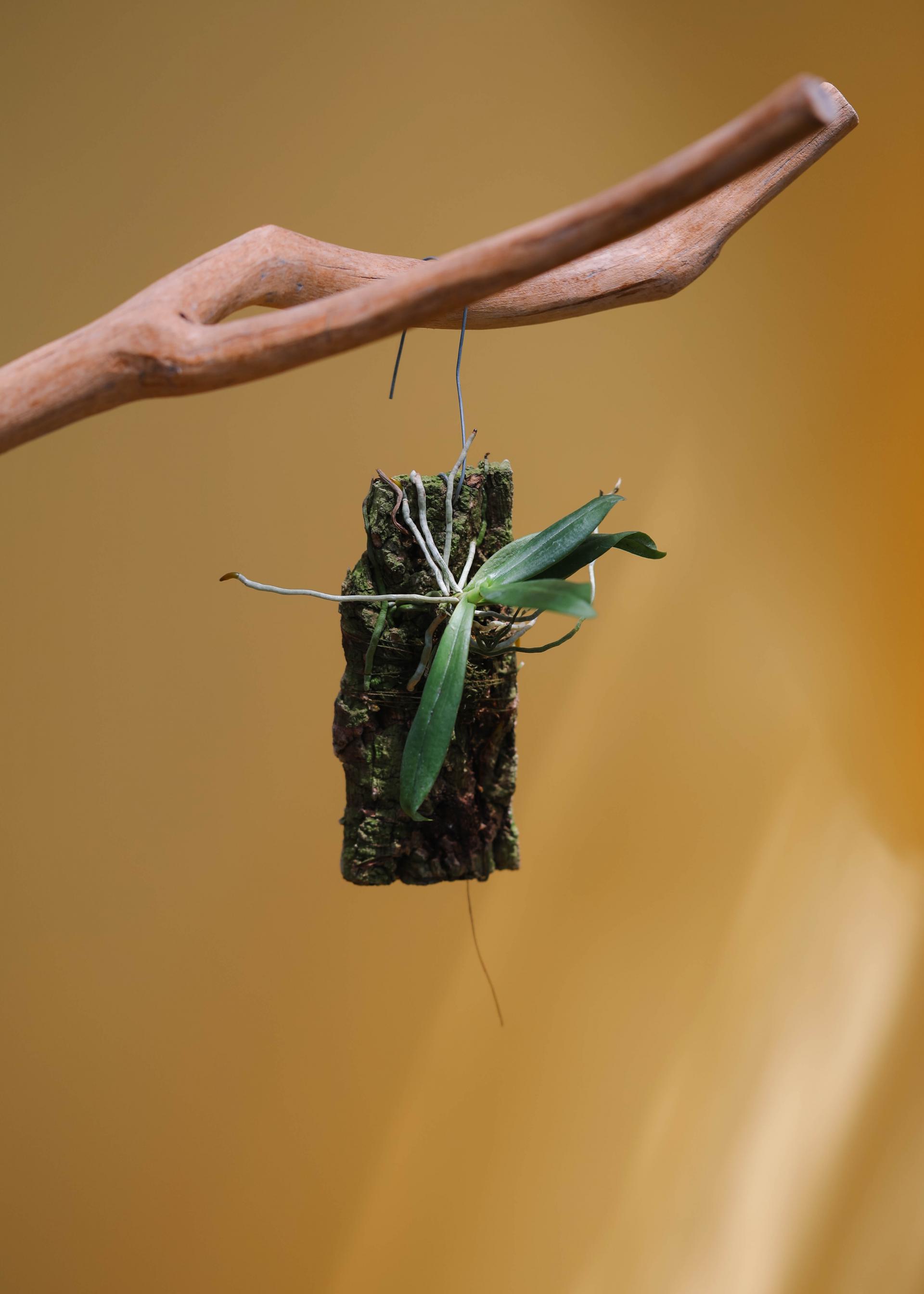 Aerangis modesta 에란기스 모데스타 목부작 복제