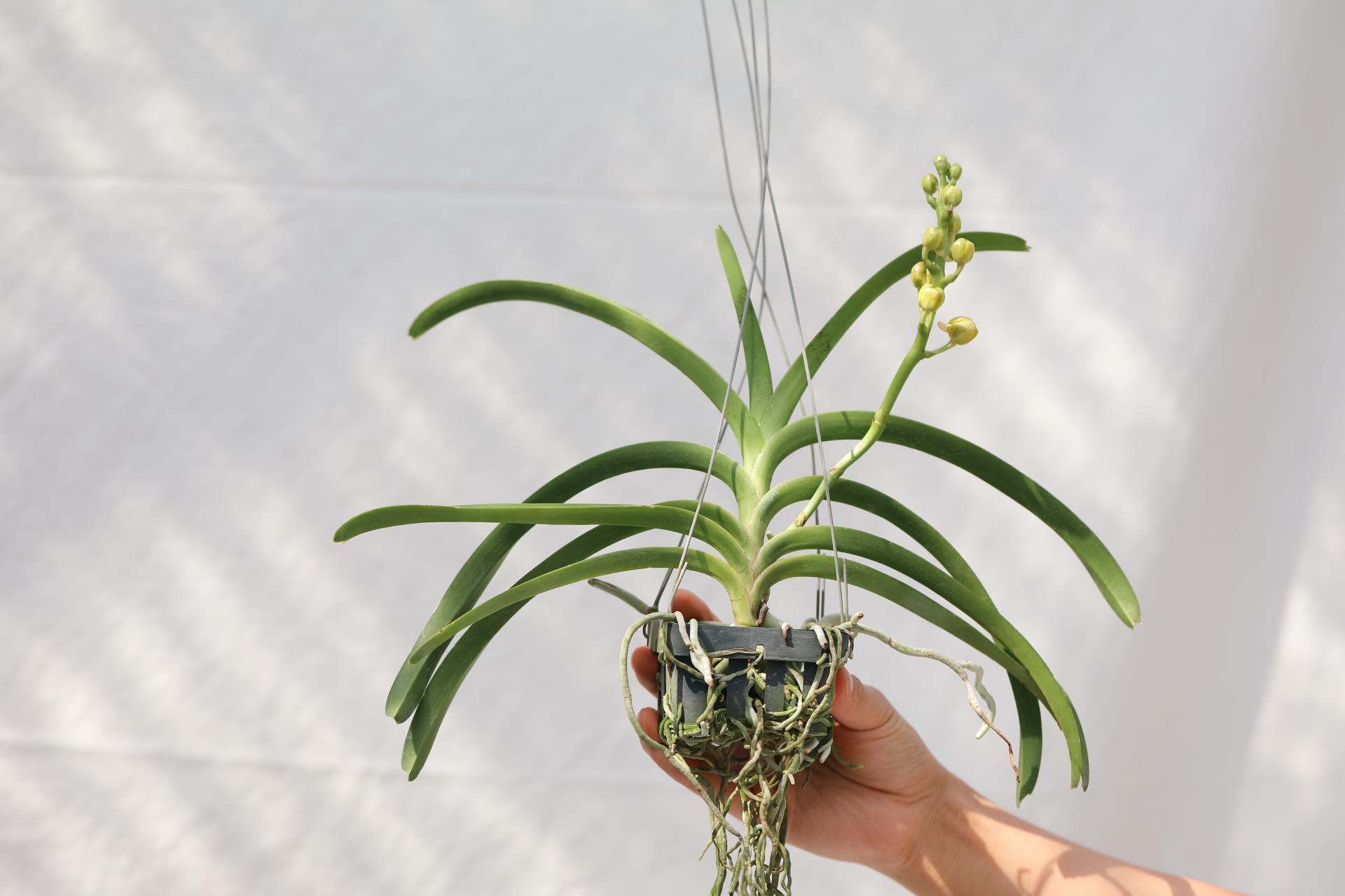 Vanda 'Honey Lemon' 반다 허니레몬