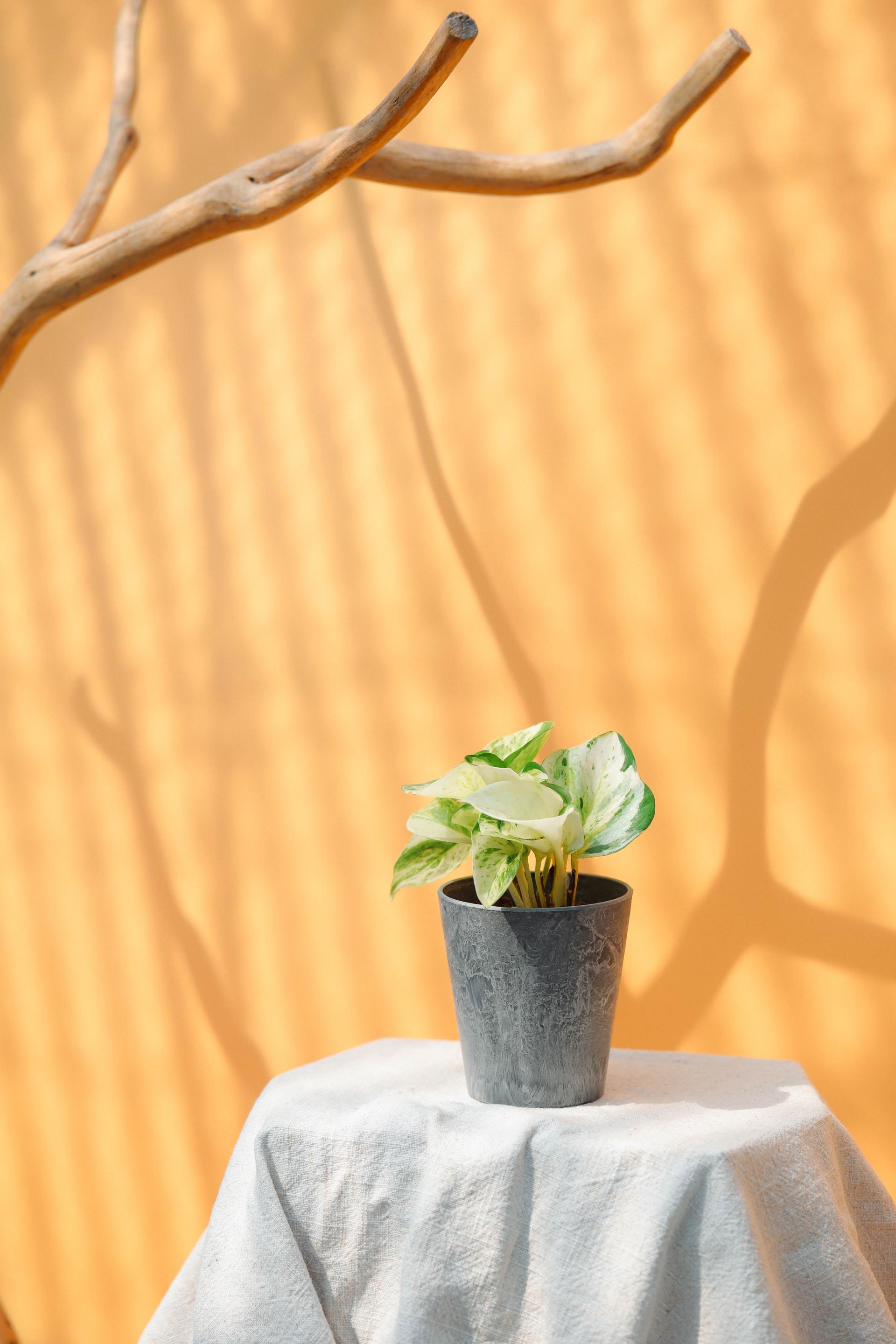 Epipremnum aureum manjula + Gray marble pot 에피프렘넘 만줄라 (오레우스 스킨답서스) + 그레이 마블팟