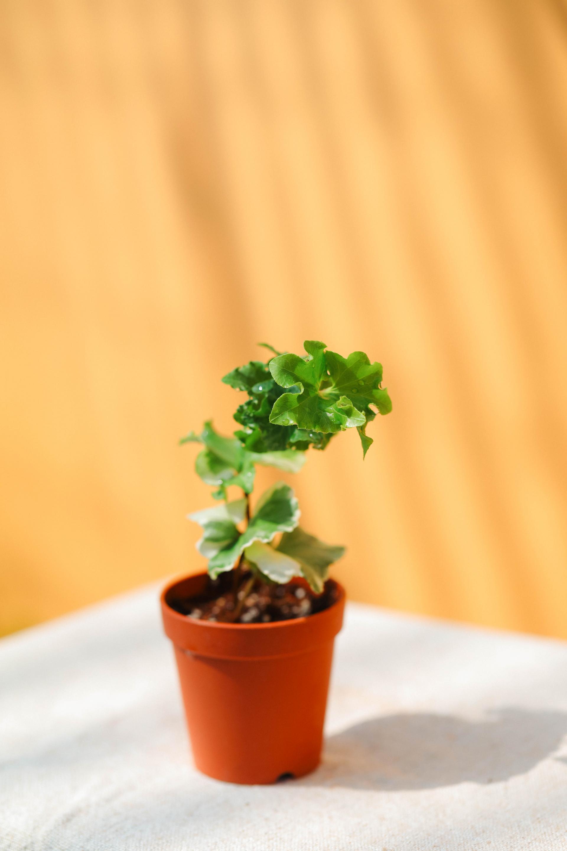 Hedera sp. 아이비 sp.