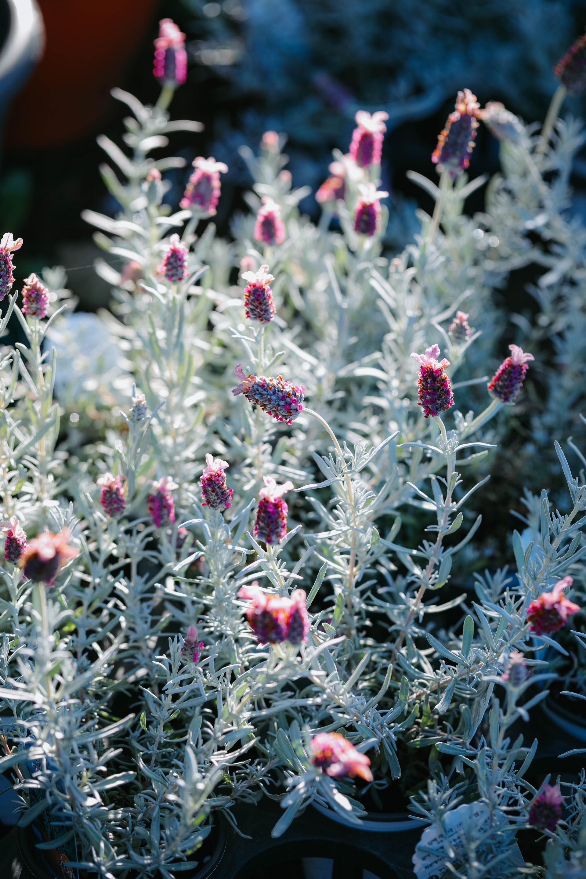 Lavandula stoechas Silver + Marble pot 실버 라벤더 + 마블팟