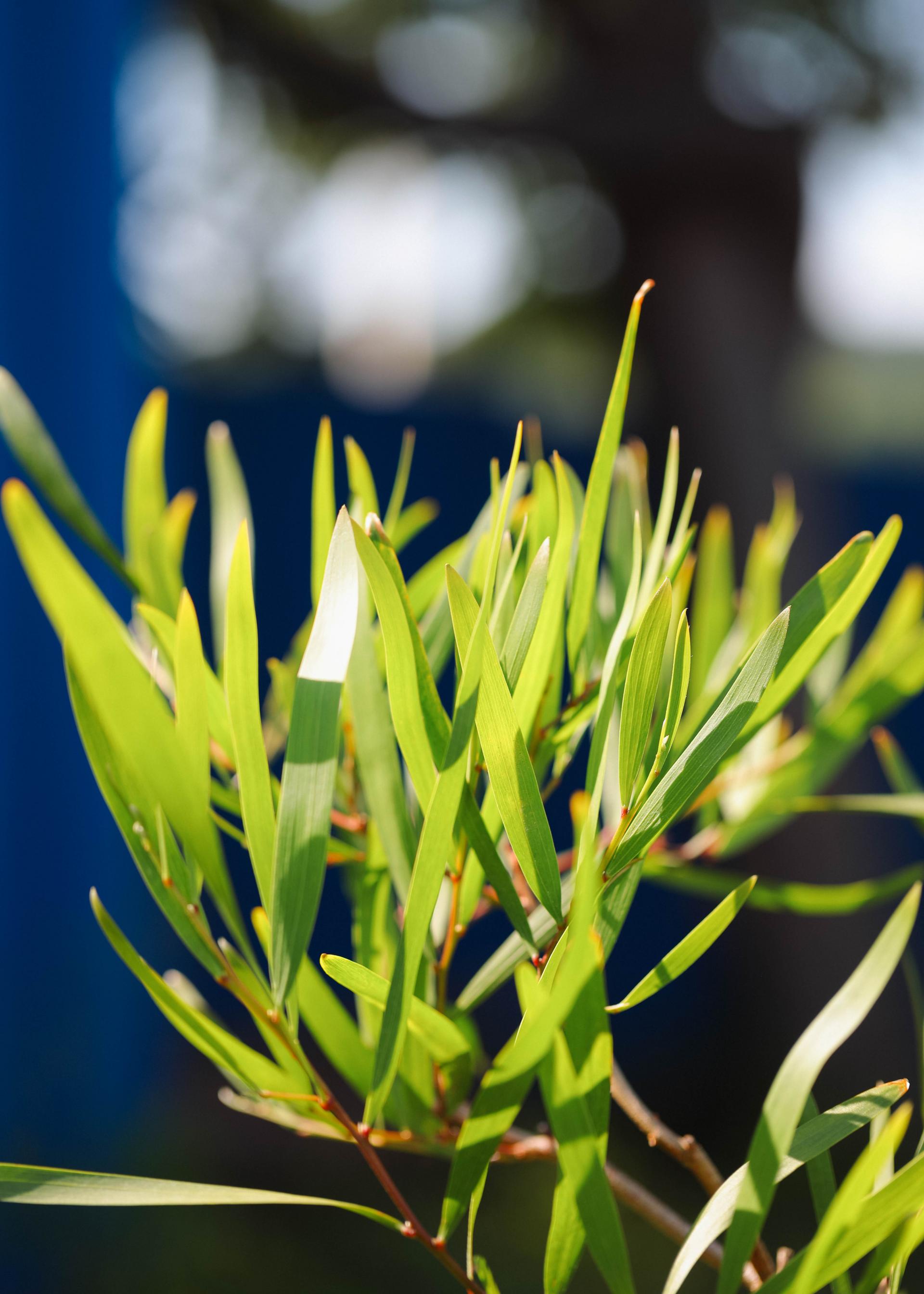 Acacia longifolia 아카시아 롱기폴리아 중품