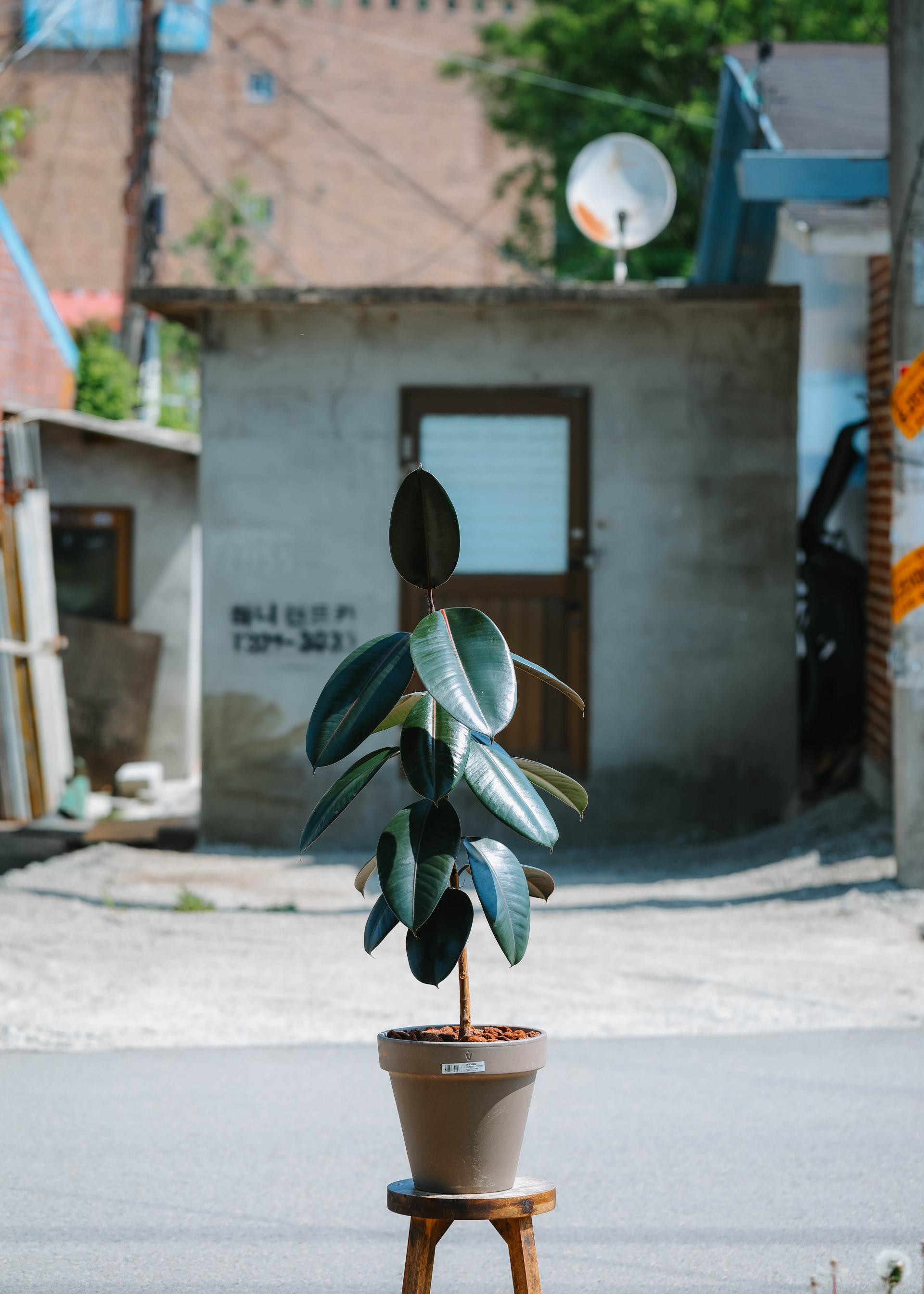 Ficus elastica 'Burgundy' + Mocha simple pot 휘커스 버건디 (버건디 고무나무) + 모카 심플팟