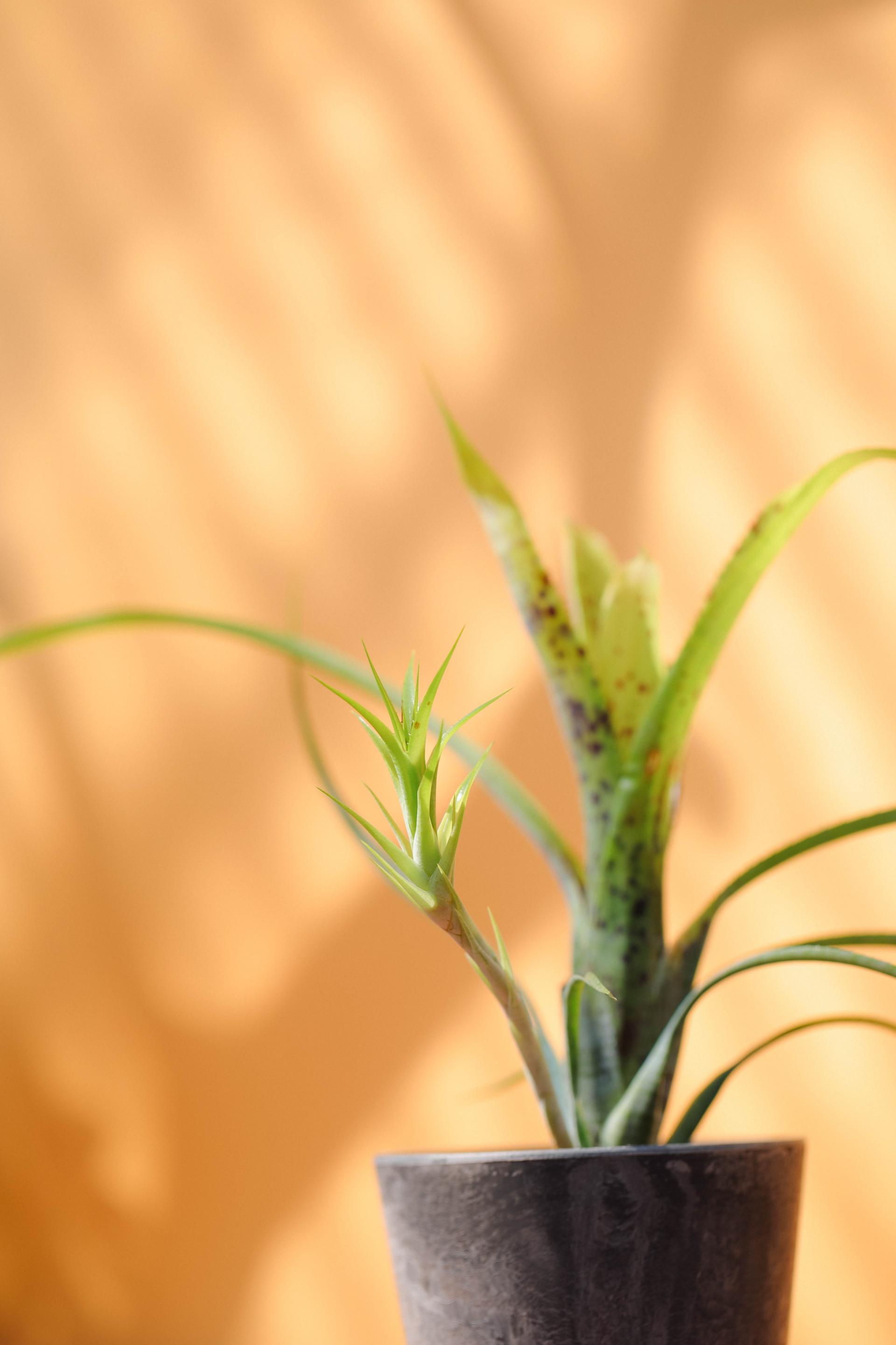 Bromeliaceae sp. + Gray marble pot 브로멜리아드 sp. + 그레이 마블팟
