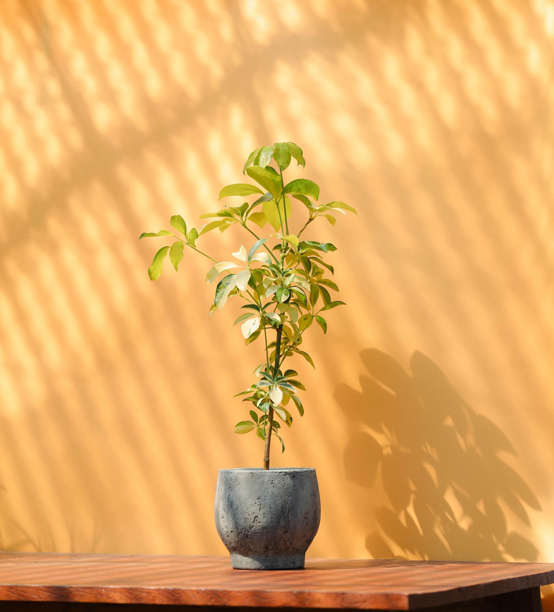 Schefflera arboricola dazzle + Serax rough pot 쉐프렐라 다즐 + 세락스 러프팟