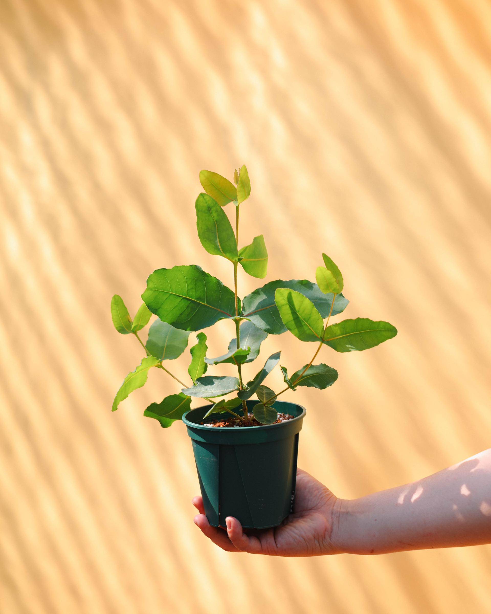 Eucalyptus preissiana 유칼립투스 프레이씨아나 준중품