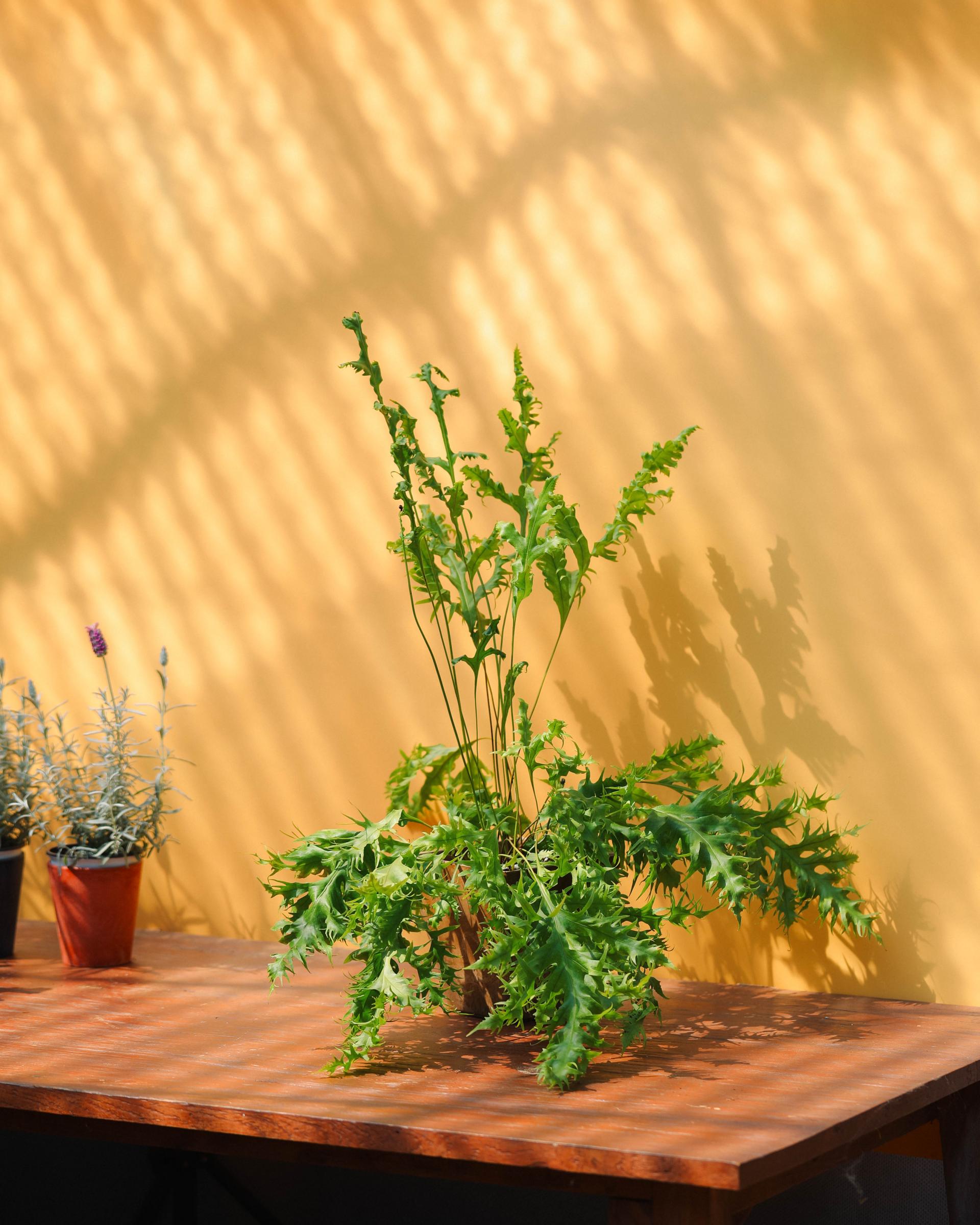 Phymatosorus scolopendria Hawaiian Sunshine + Brown square pot 하와이안 썬샤인 고사리 (다비드펠) + 브라운 스퀘어팟
