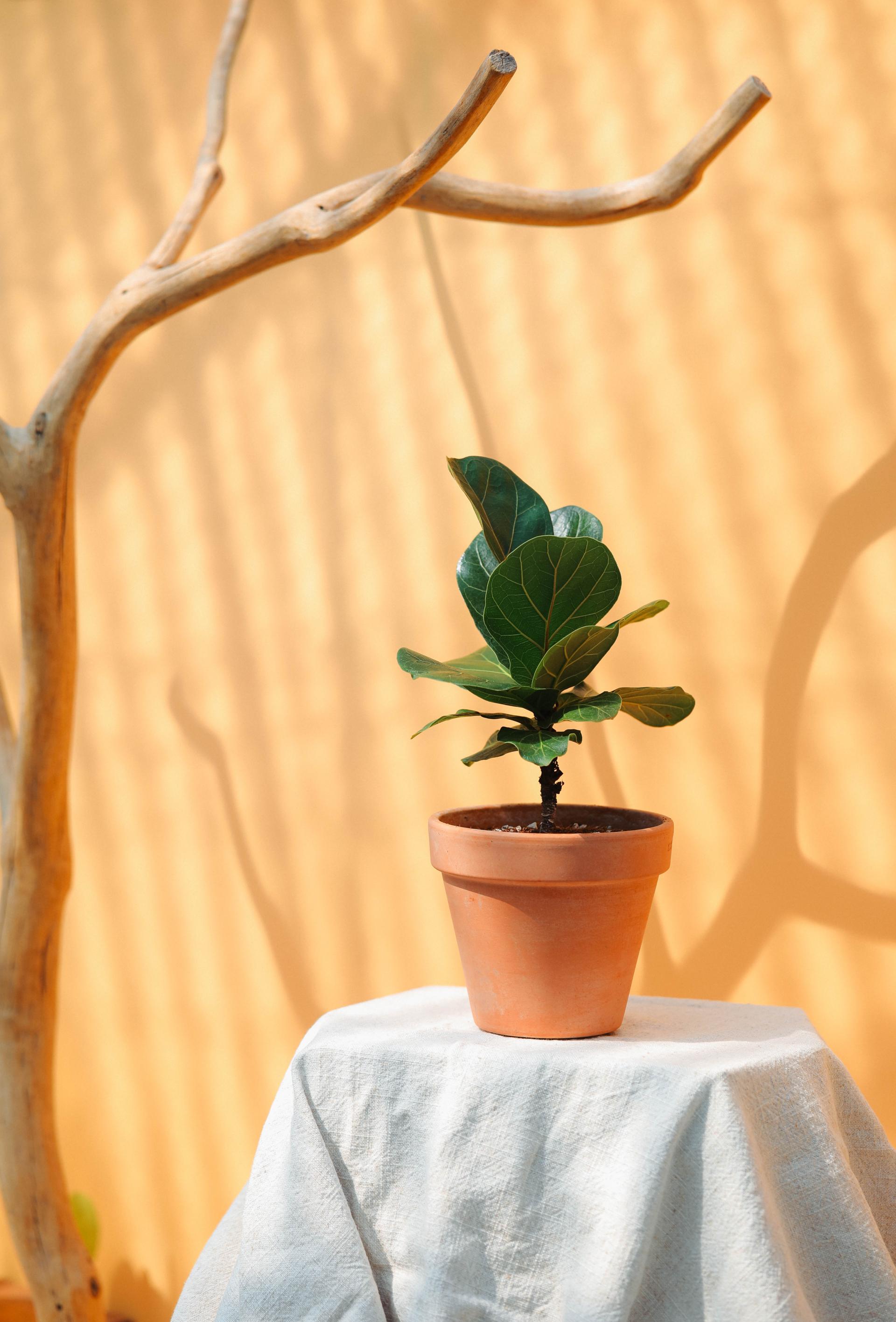 Ficus lyrata + Italy white pot 휘커스 라이라타 (떡갈 고무나무) + 이태리 화이트팟
