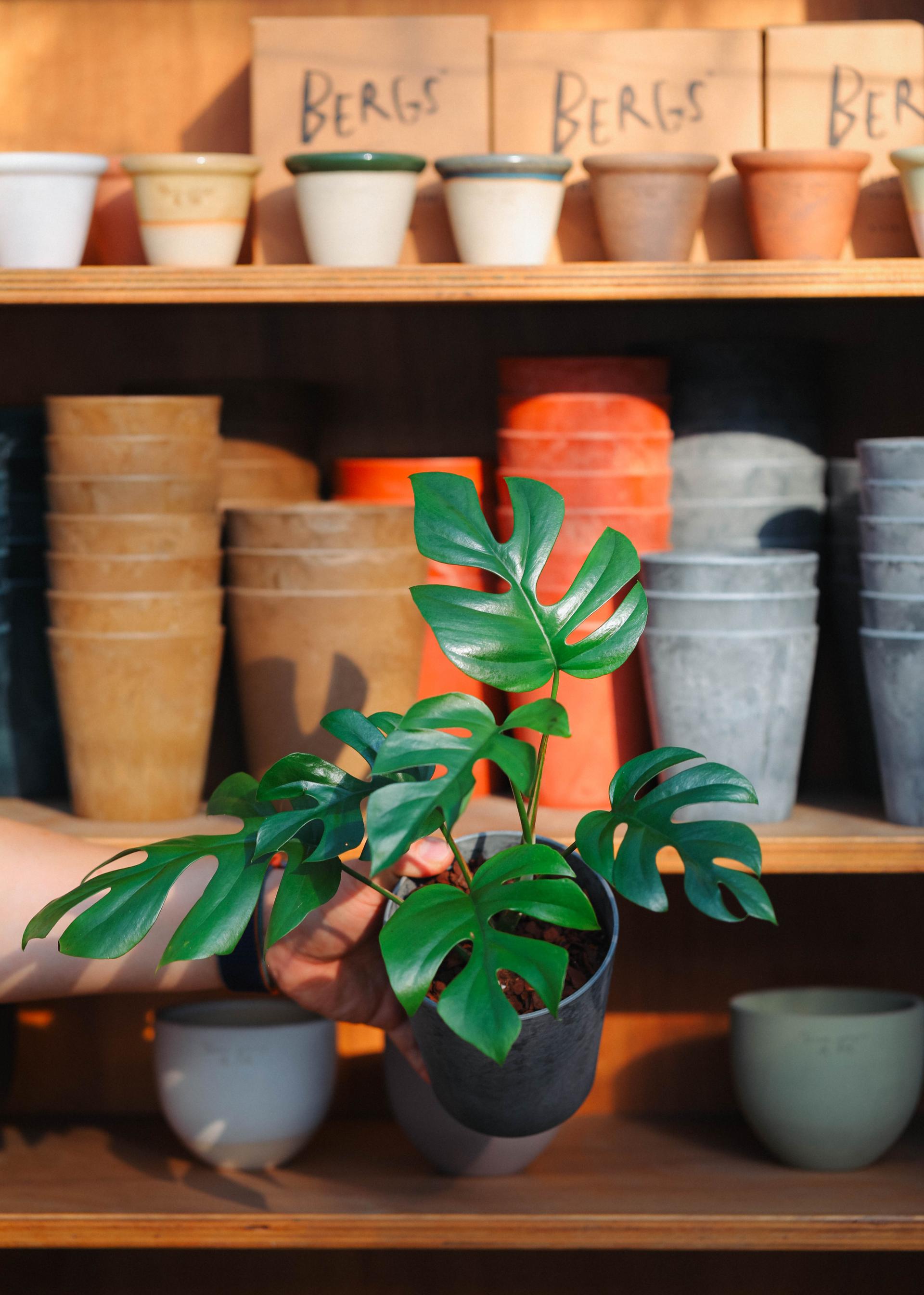 Rhaphidophora tetrasperma + Gray marble pot 히메 몬스테라 라지폼 + 그레이 마블팟