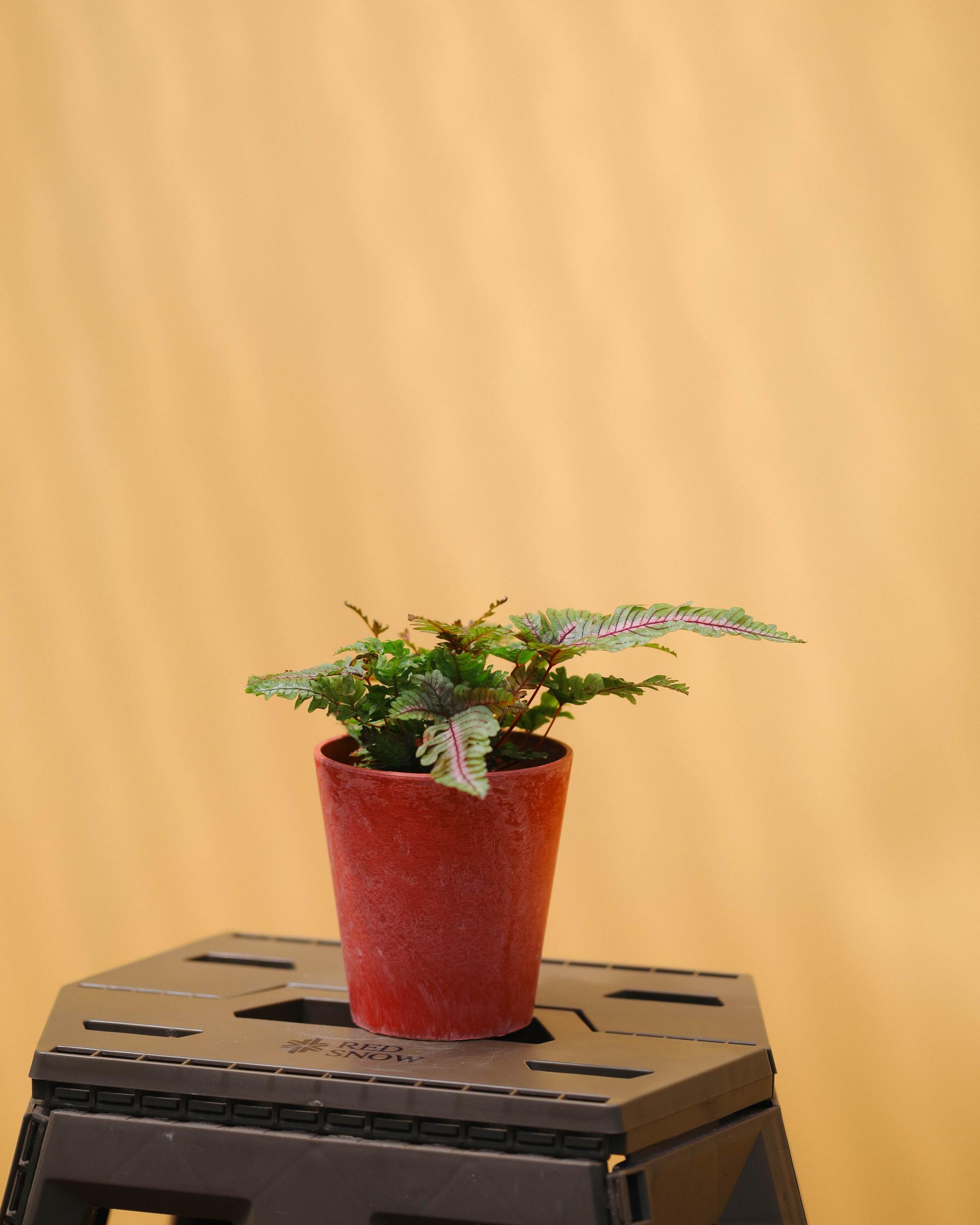 Pteris aspericaulis var. tricolor 프테리스 아스퍼리카울리스 트리컬러