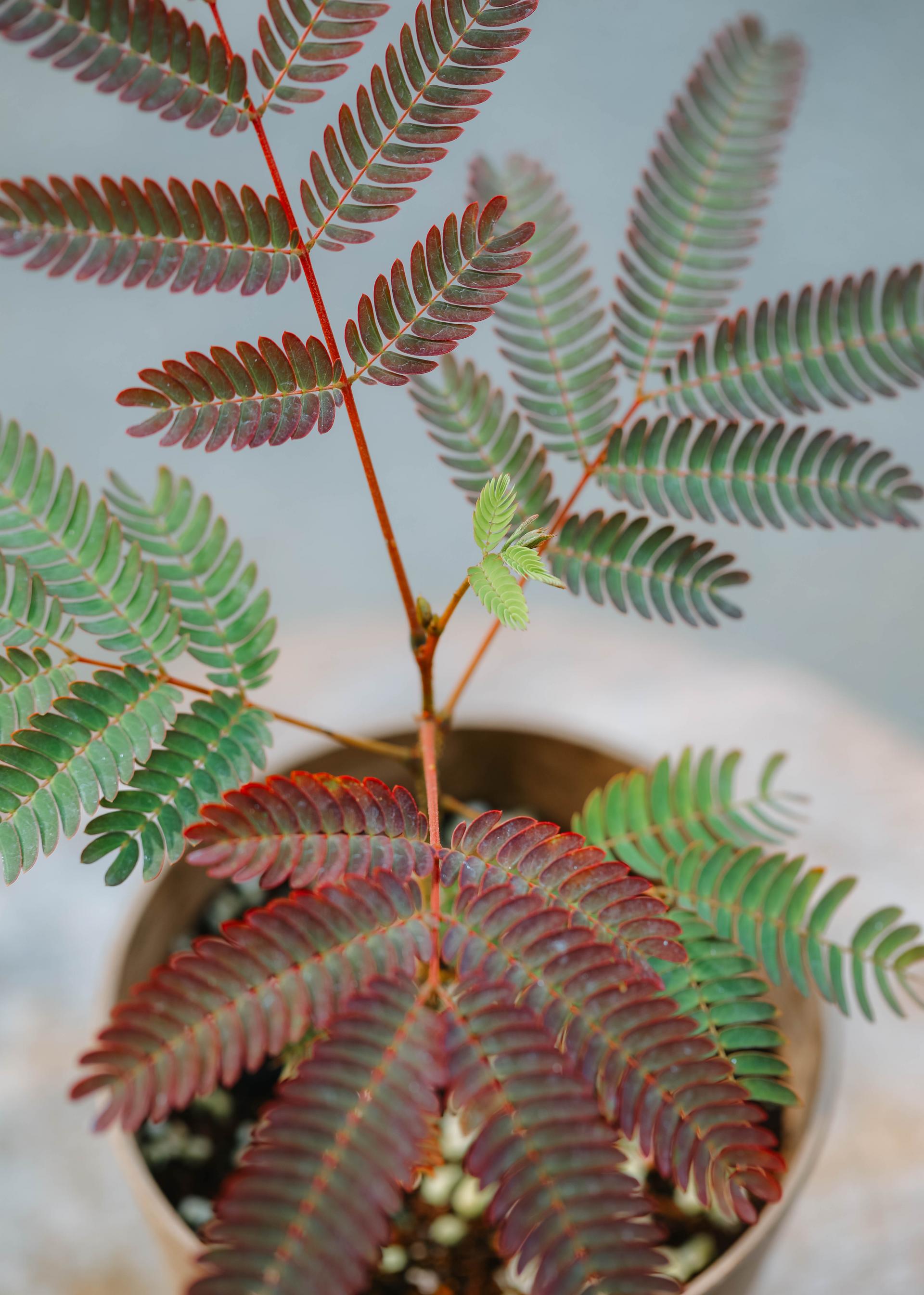 Albizia julibrissin + Brown marble pot 자귀 나무 + 브라운 마블팟
