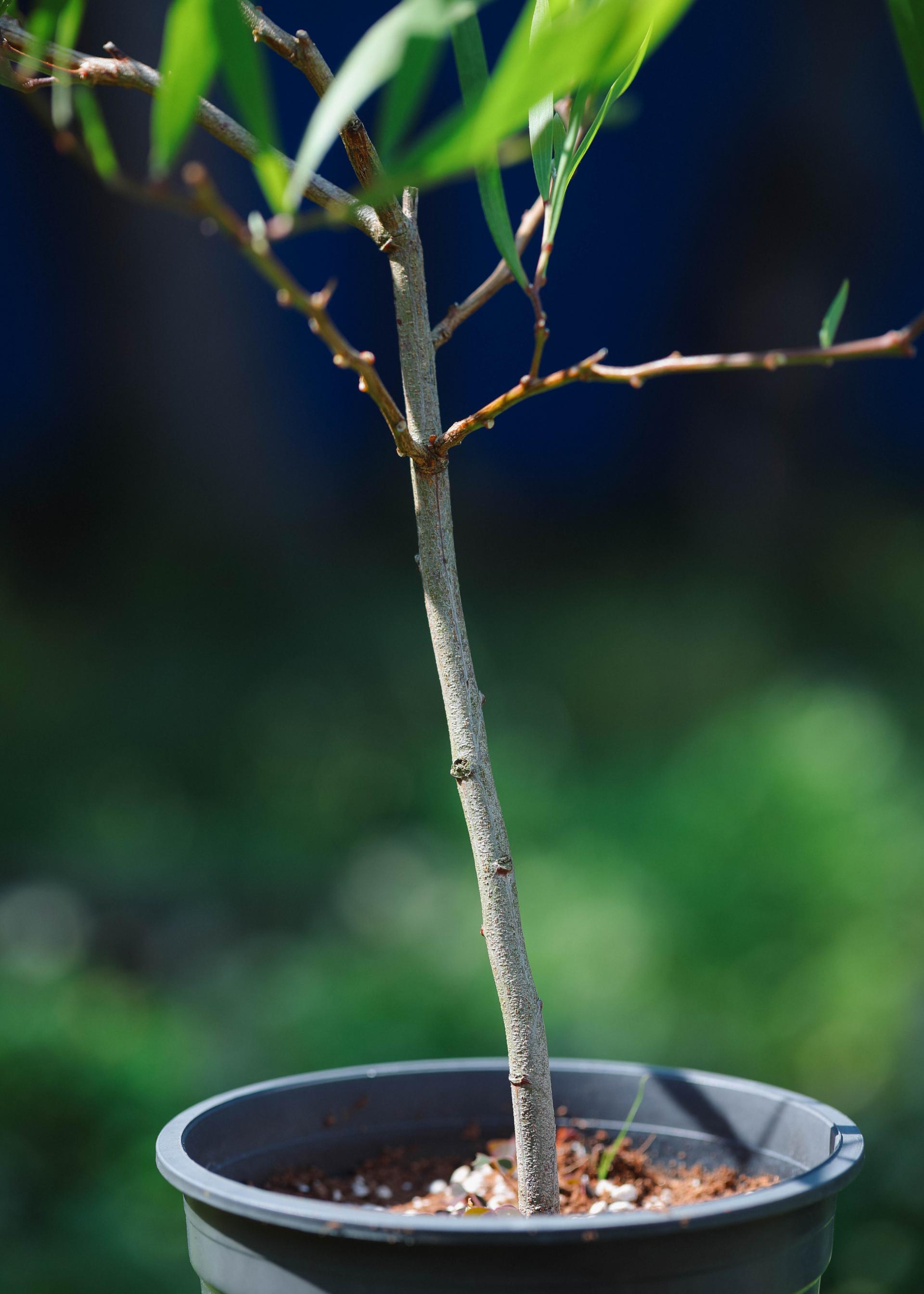 Acacia longifolia 아카시아 롱기폴리아 중품