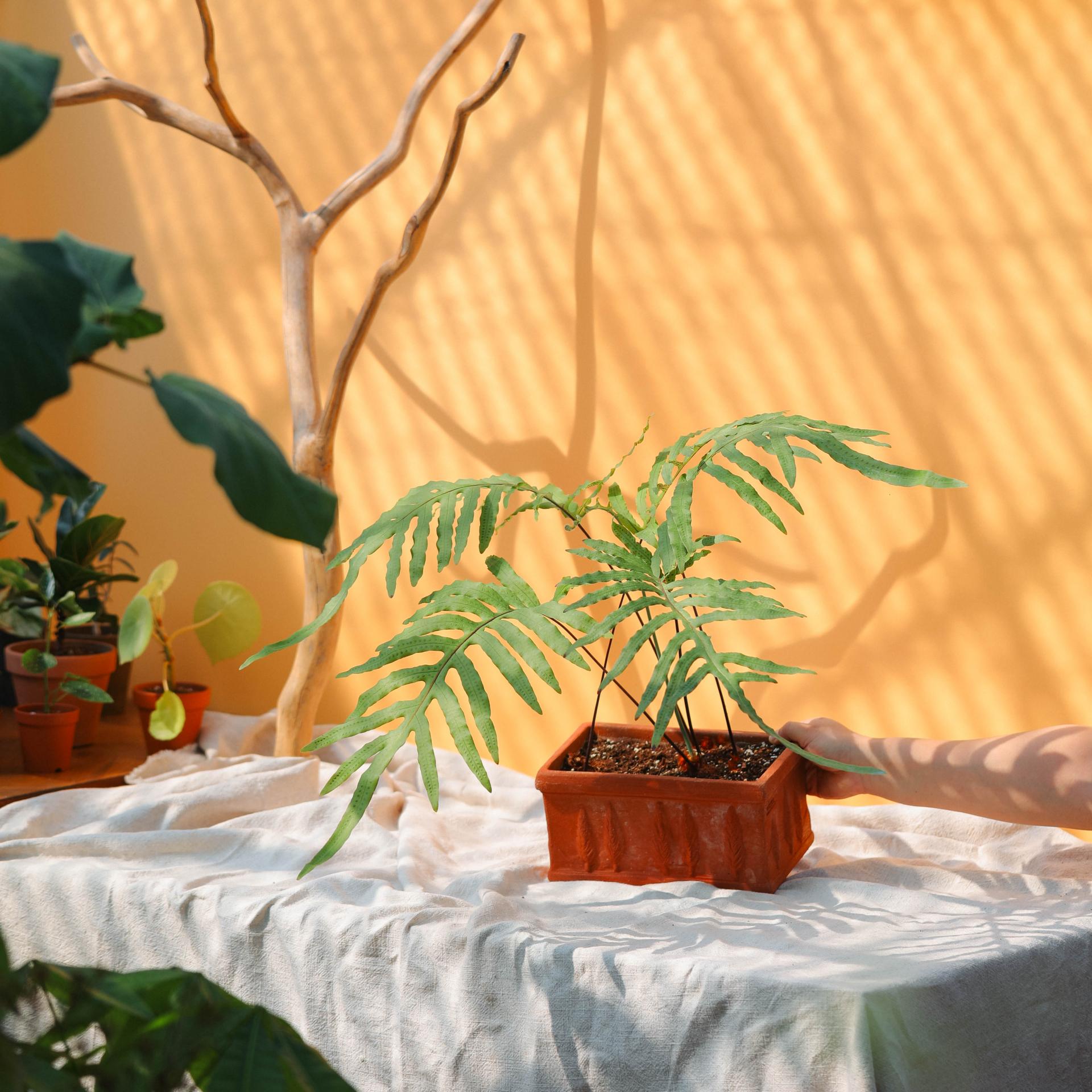 Phlebodium aureum + Italy oblong pot 플레보디움 아우레움 (원종) + 이태리 직사각팟