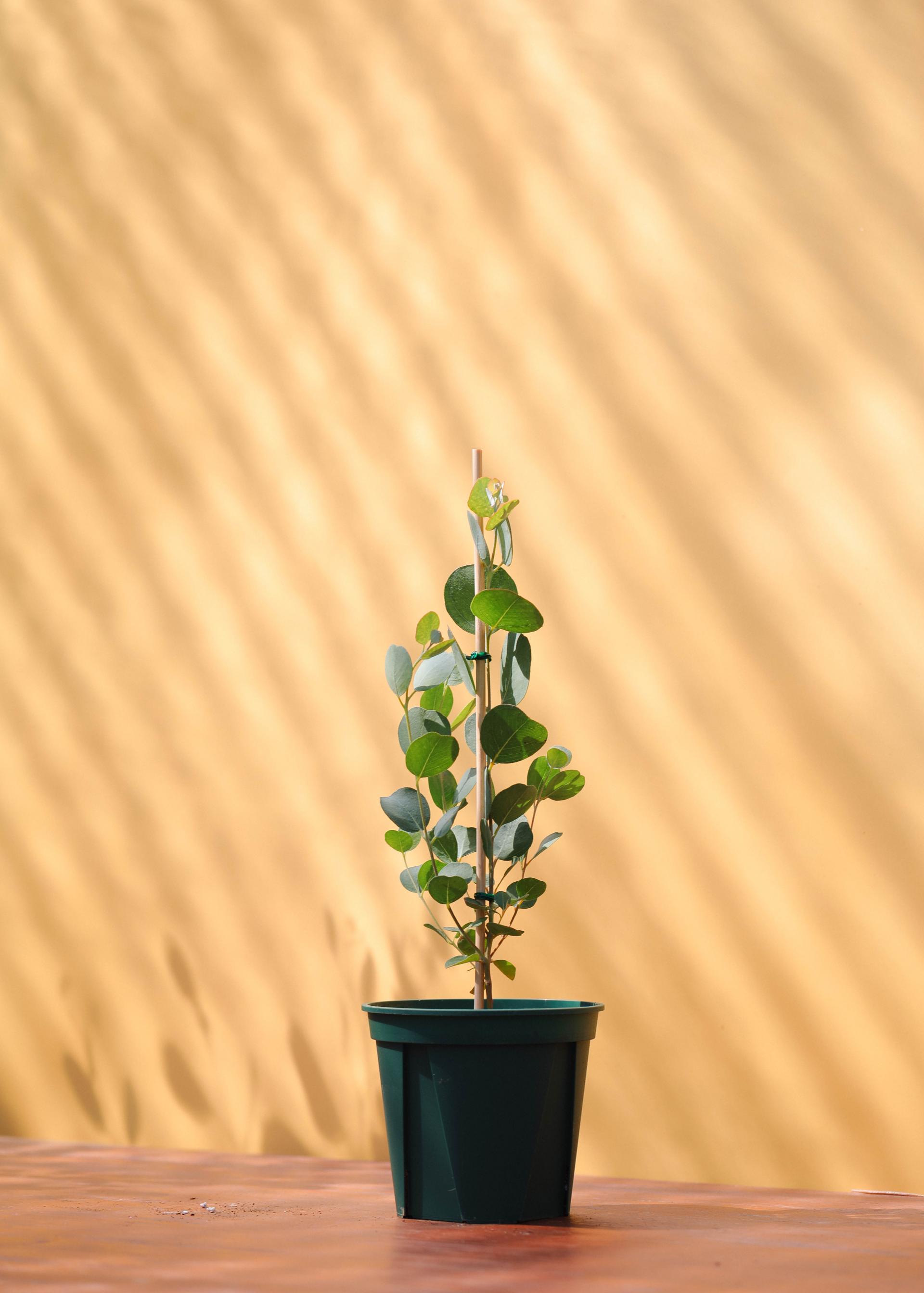 Eucalyptus orbifolia 유칼립투스 오르비폴리아 준중품