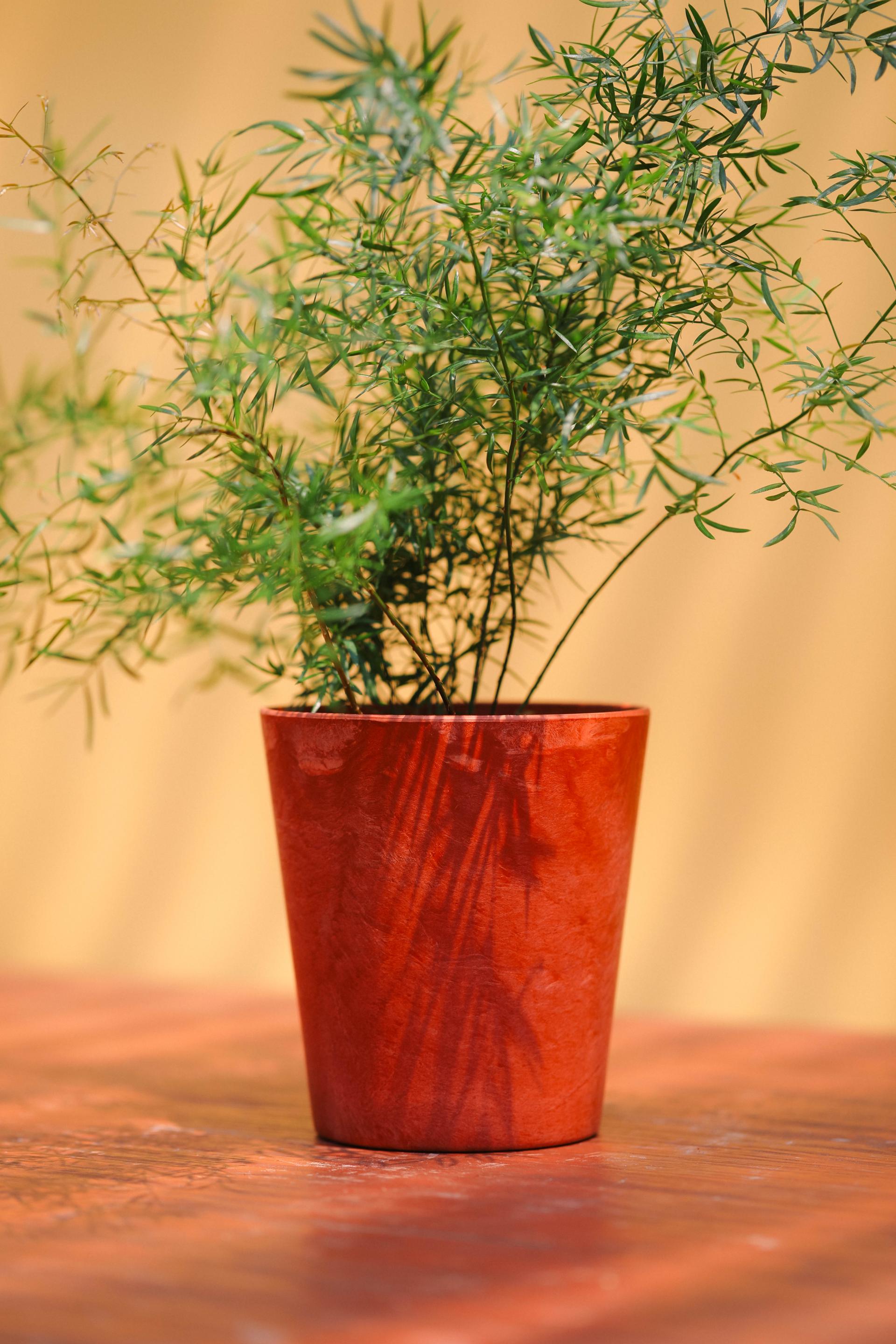Asparagus densiflorus sprengeri + Orange marble pot 아스파라거스 덴시플로러스 스프렌게리 + 오렌지 마블팟