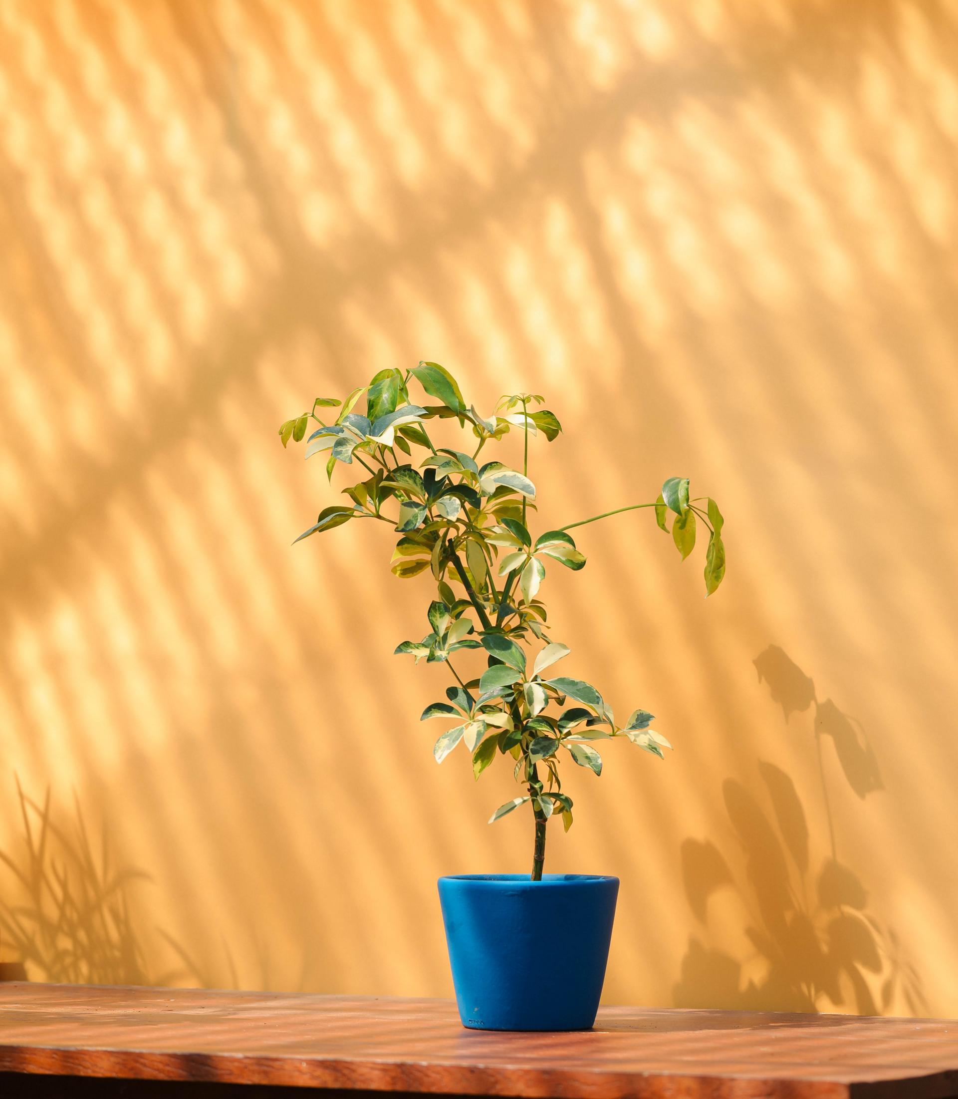 Schefflera arboricola dazzle + Serax blue pot 쉐프렐라 다즐 + 세락스 블루팟