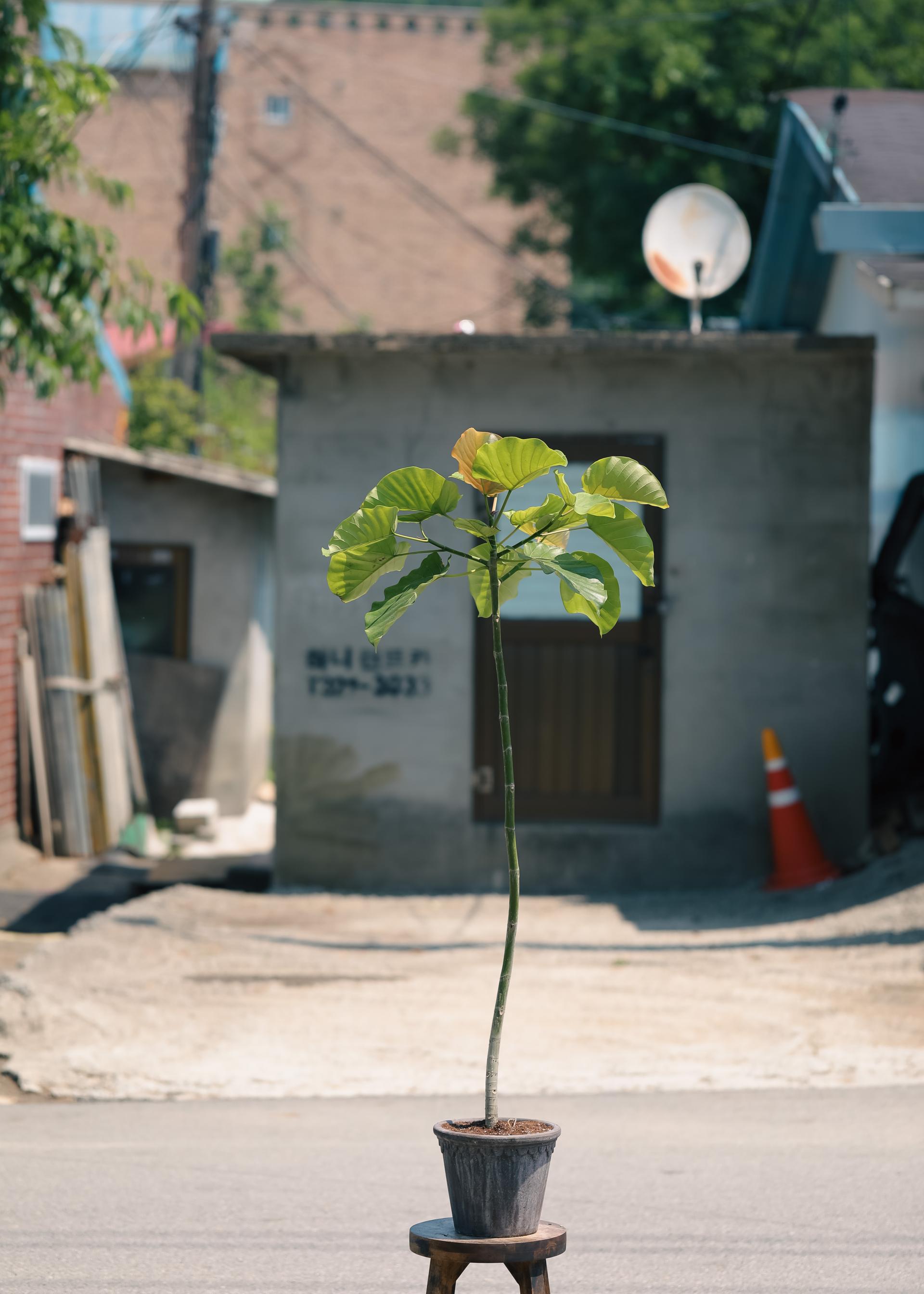 Ficus umbellata + Bergs Potter Copenhagen grey 휘커스 움벨라타 + 베르그포터 코펜하겐 그레이