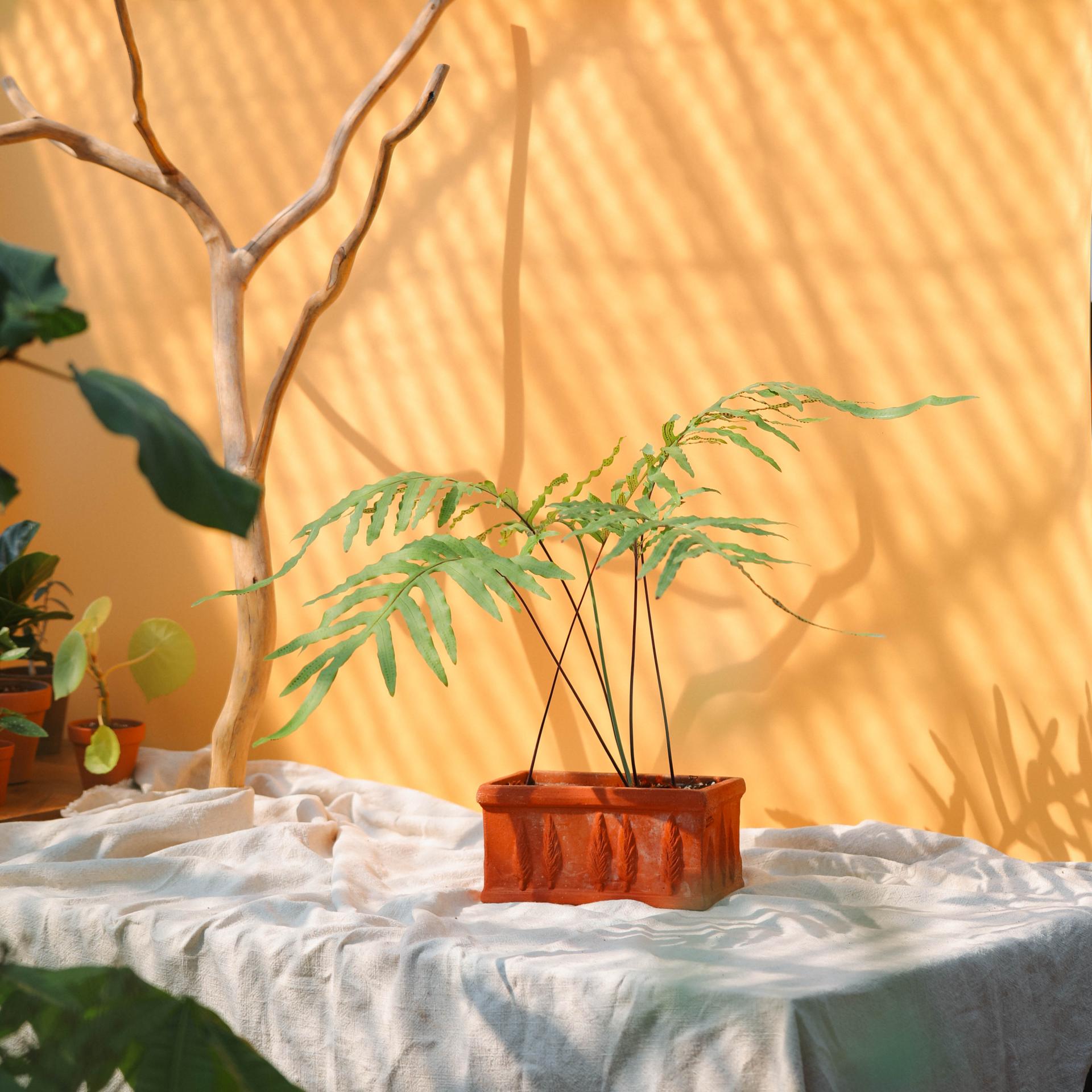 Phlebodium aureum + Italy oblong pot 플레보디움 아우레움 (원종) + 이태리 직사각팟