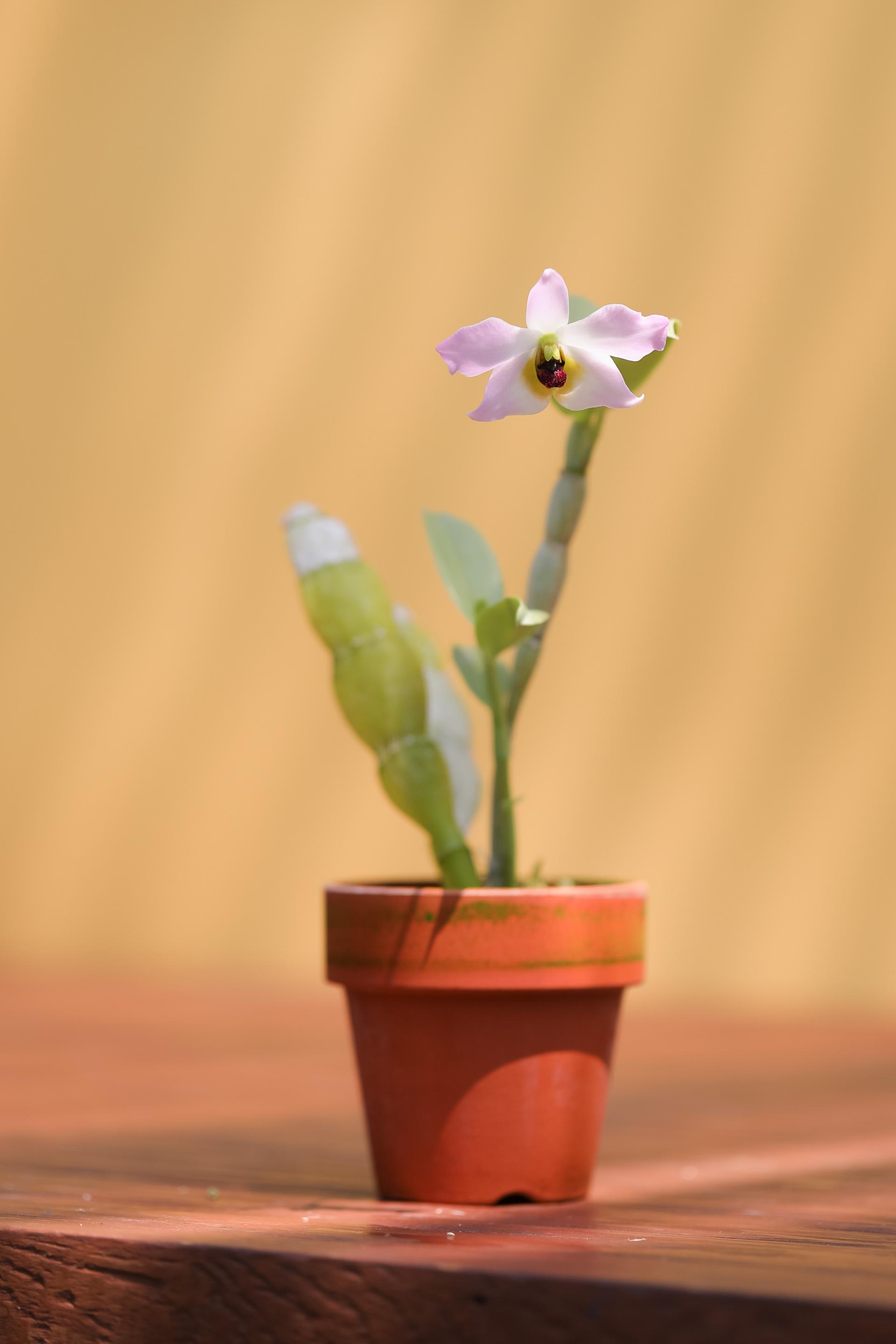 Dendrobium trantuanii 덴드로비움 트란투아니