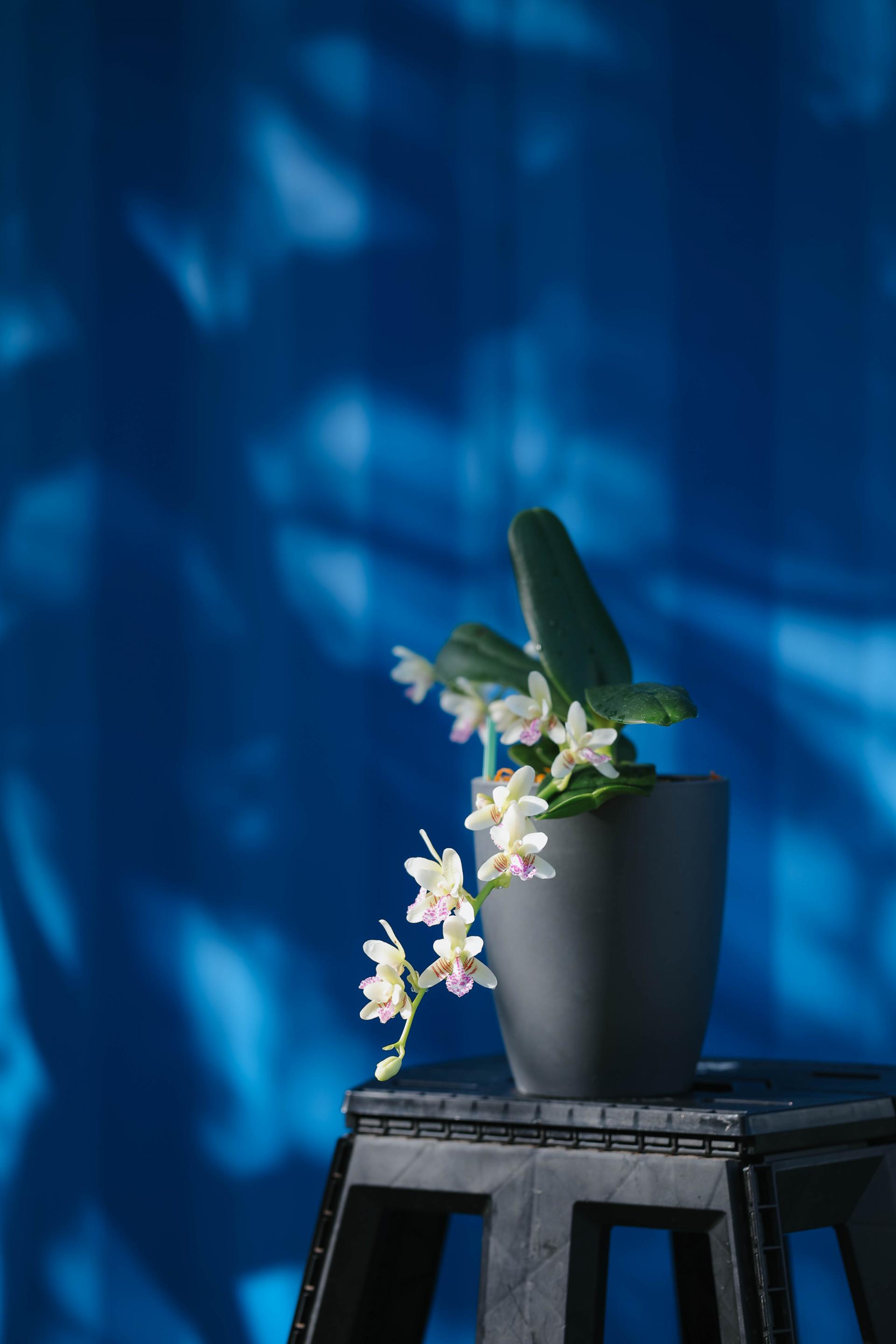 Sedirea japonica + Grey long pot 대엽 풍란 + 그레이 롱팟