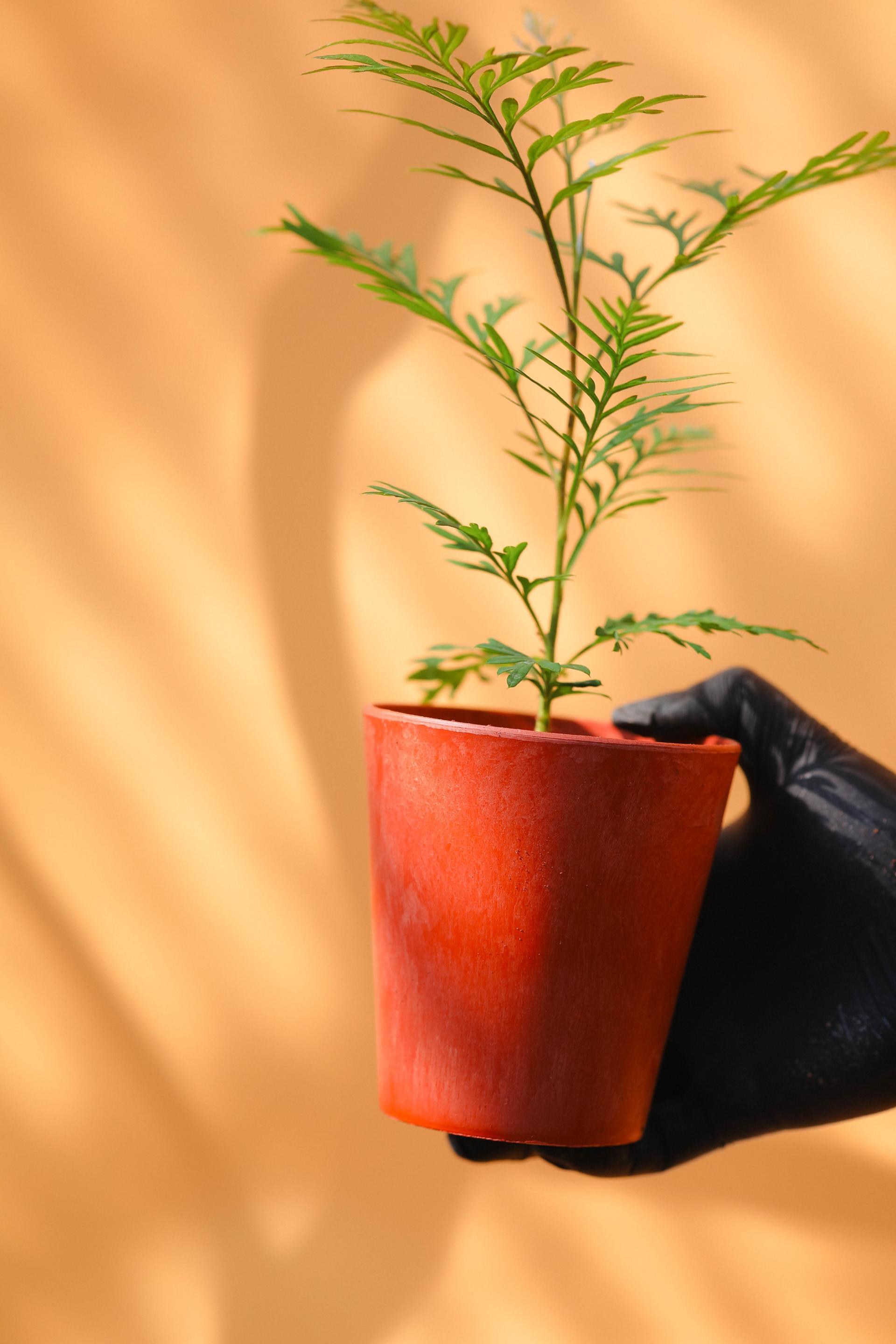 Grevillea robusta + Marble pot 그레빌레아 로부스타 + 마블팟