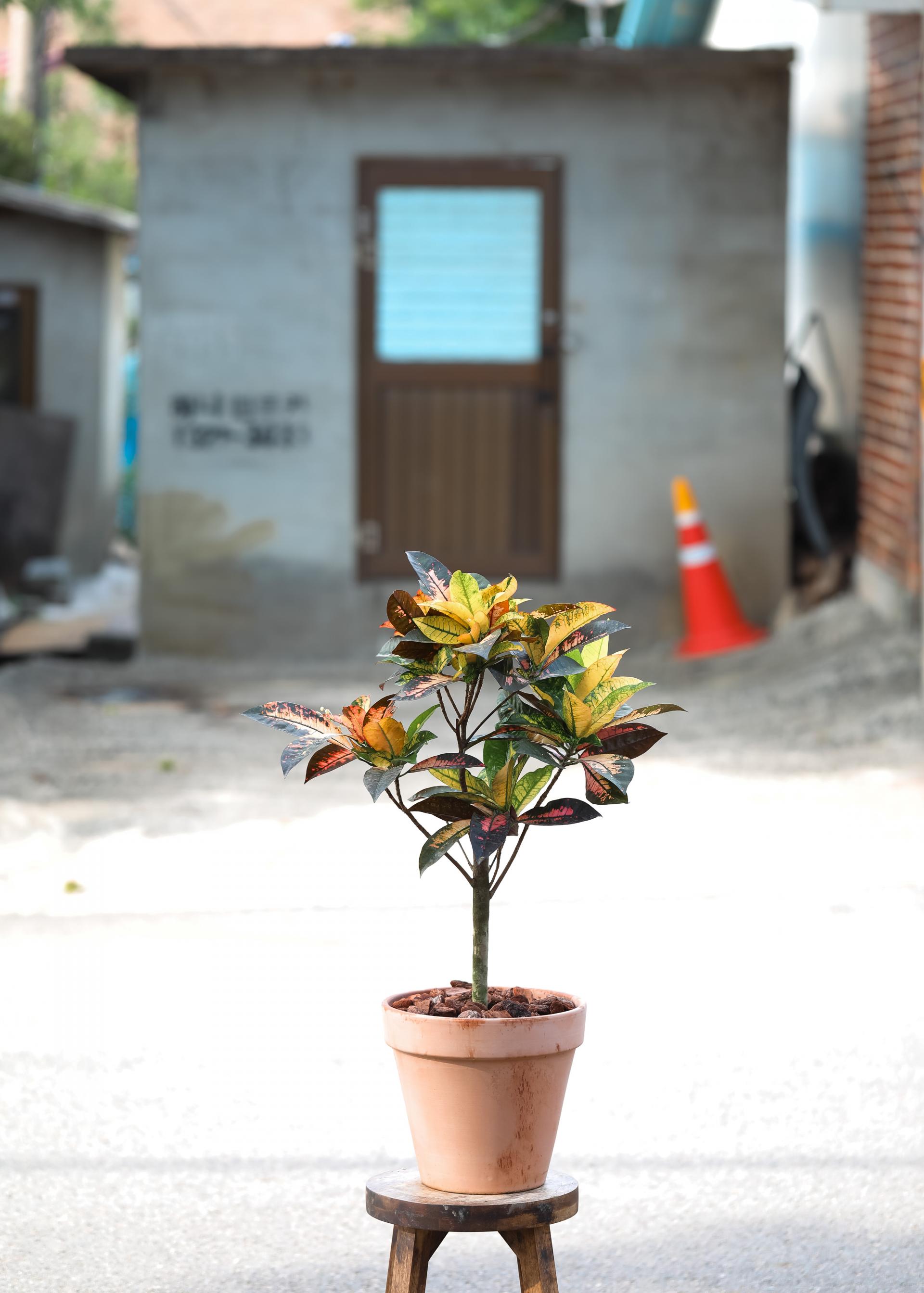 Codiaeum variegatum Mrs. Iceton + Italy simple pot 코디에움 미세스 아이스톤 + 이태리 심플팟