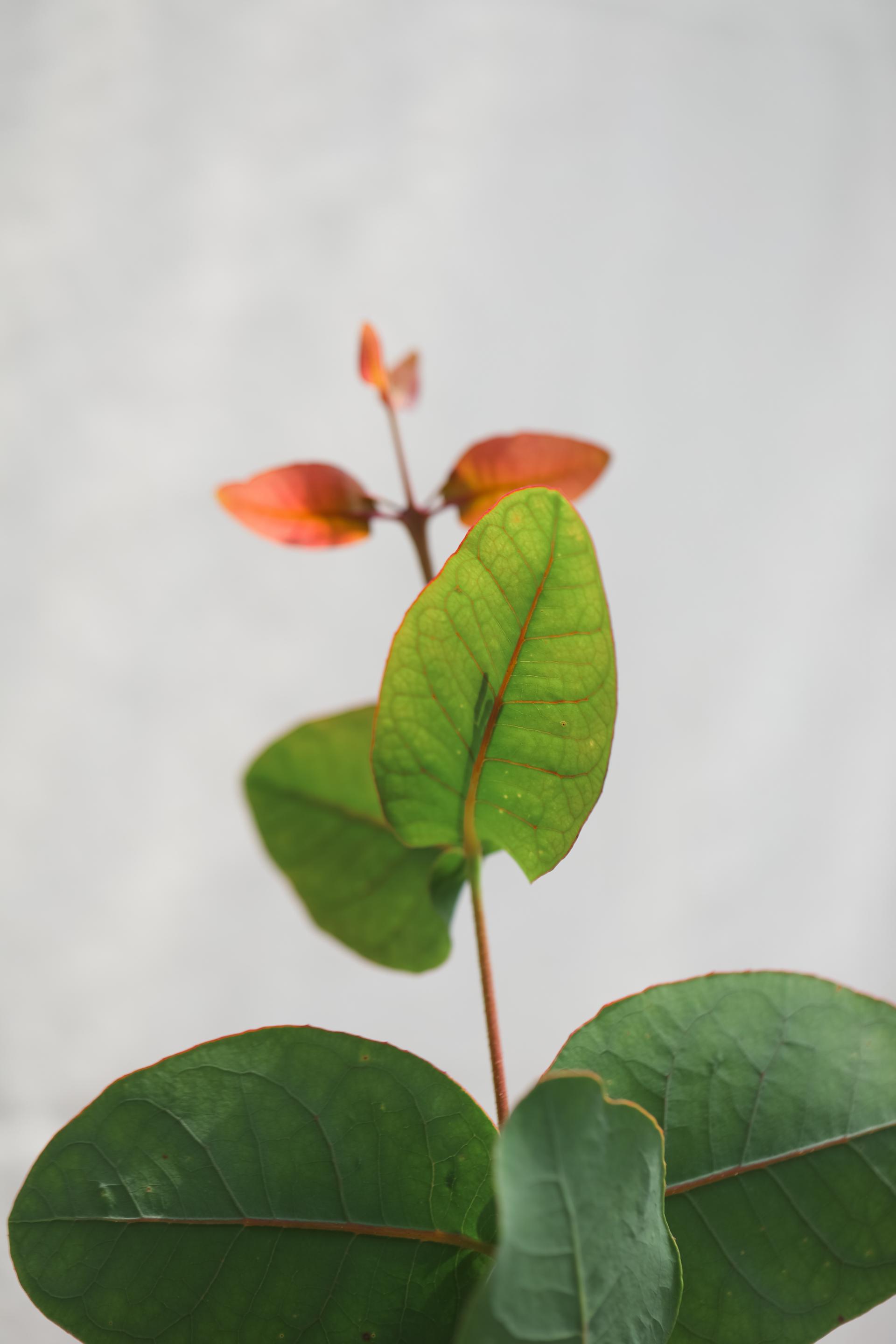 Eucalyptus preissiana 유칼립투스 프레이씨아나 준중품