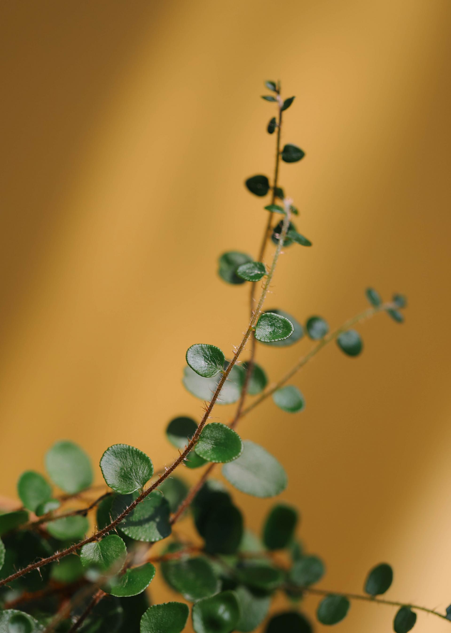 Pellaea rotundifolia (Button Fern) 펠리어 로툰디폴리아 (단추 고사리)
