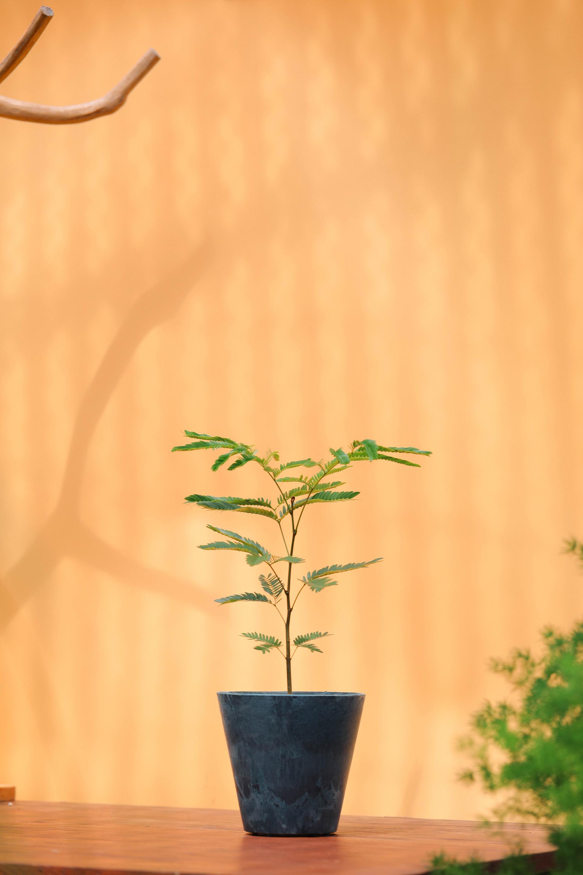 Pithecellobium confertum + Navy marble pot 에버 후레쉬 + 네이비 마블팟