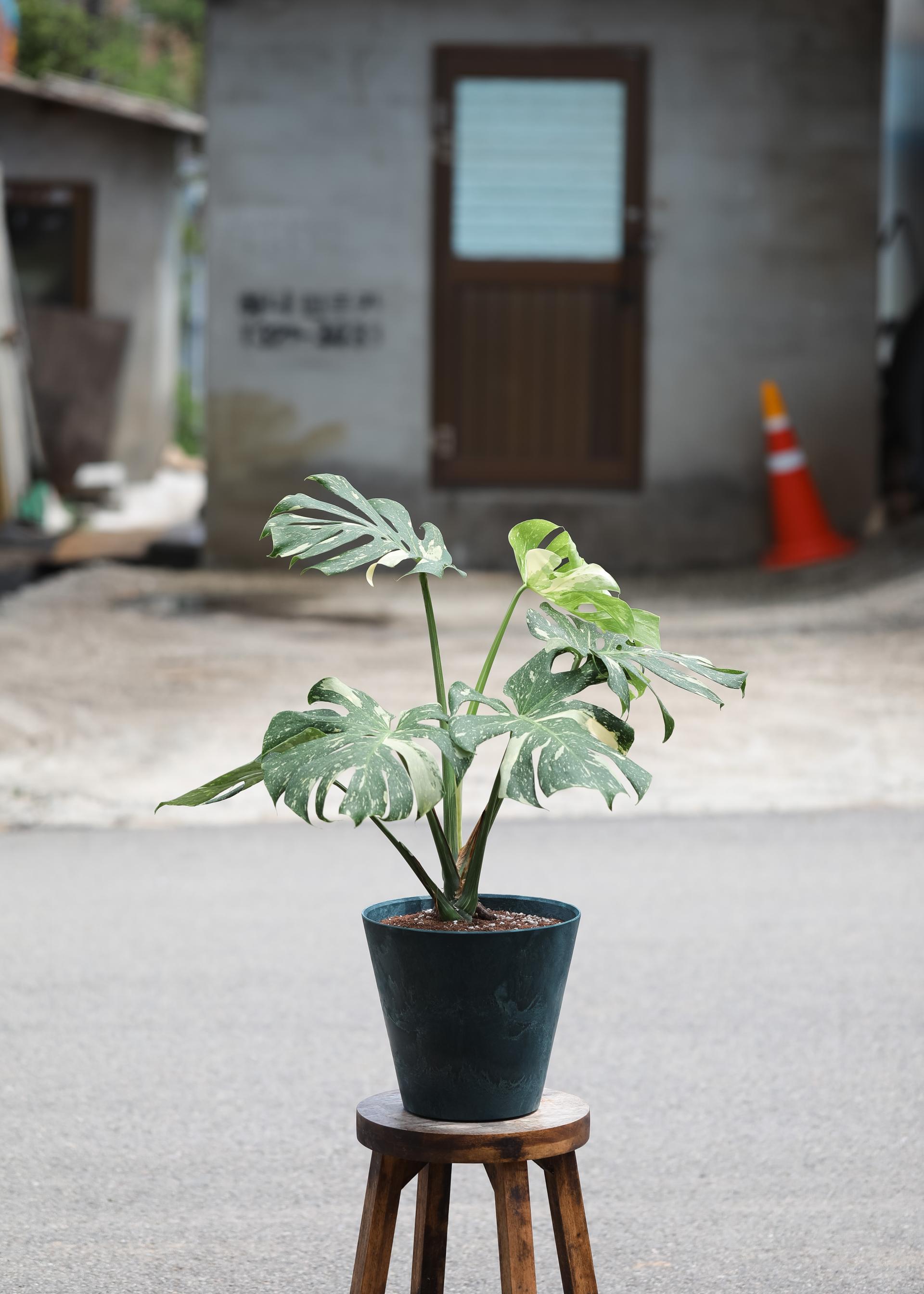 Monstera deliciosa 'Thai Constellation' + Navy circle pot 몬스테라 델리시오사 타이 컨스텔레이션 + 네이비 써클팟