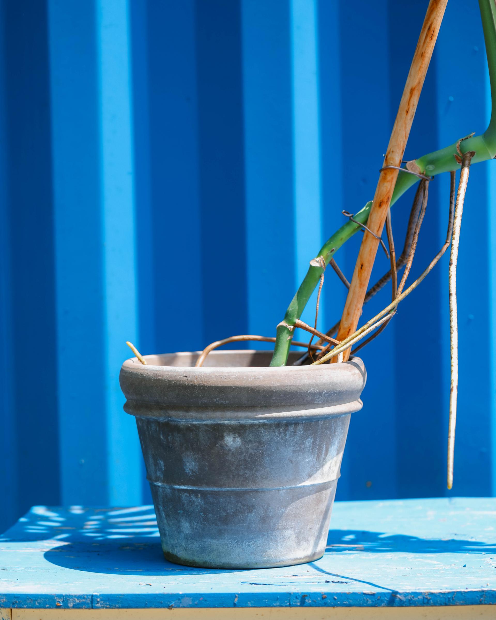 Monstera deliciosa + Germany mocha double ring pot 대왕 몬스테라 델리시오사 + 독일 모카 더블링팟