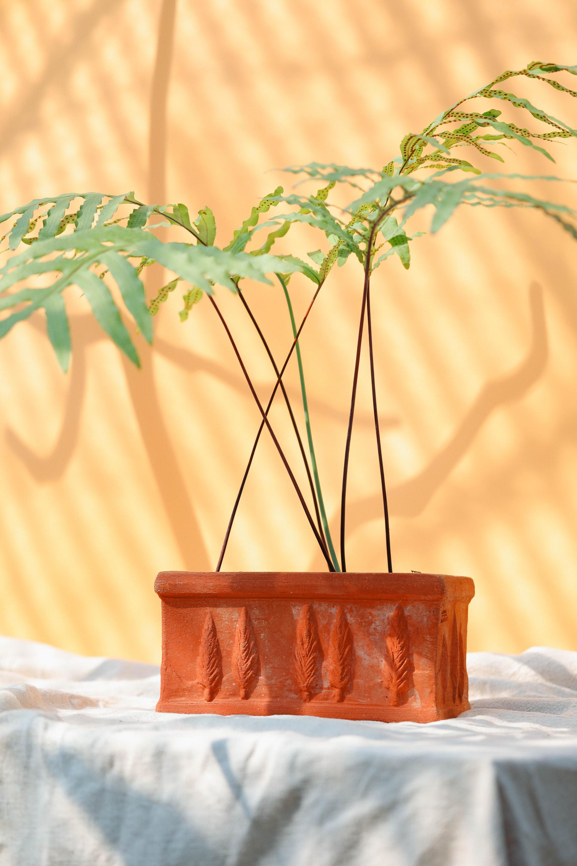 Phlebodium aureum + Italy oblong pot 플레보디움 아우레움 (원종) + 이태리 직사각팟