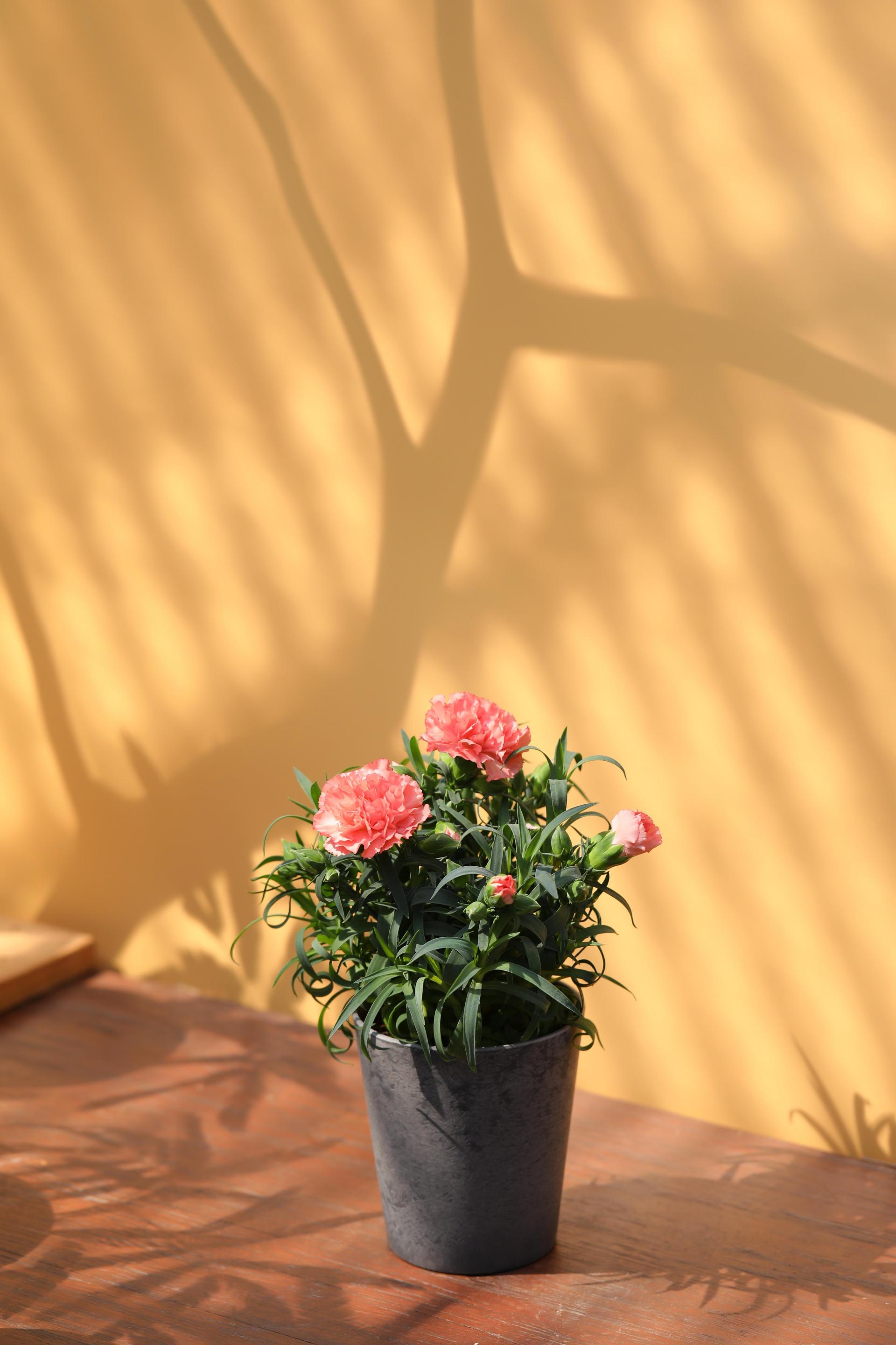 Dianthus soft salmon 카네이션 소프트 살몬