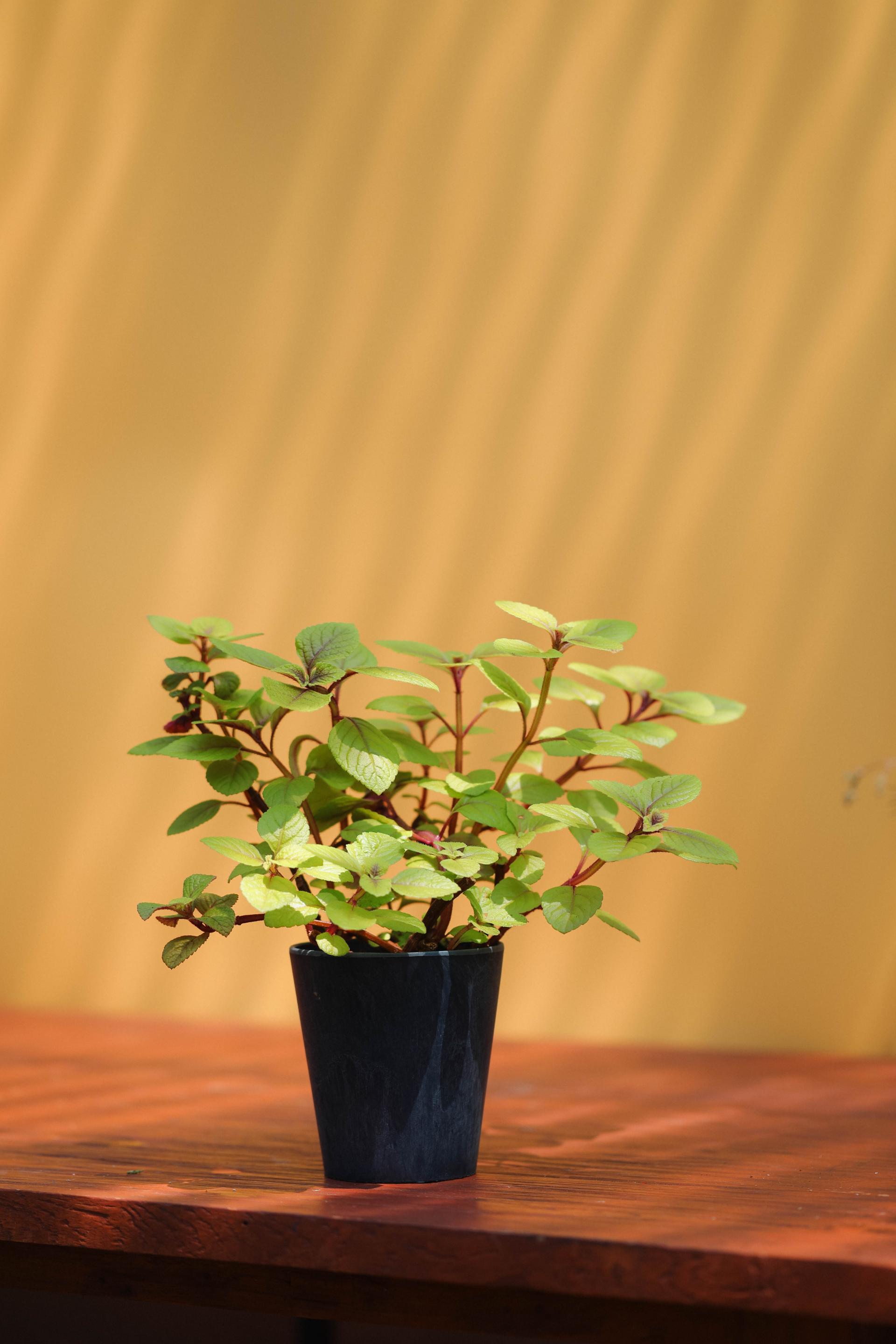 Plectranthus ciliatus 'Troy's Gold' + Navy marble pot 플렉트란서스 실리아투스 '트로이 골드' (스웨디시 아이비) + 네이비 마블팟