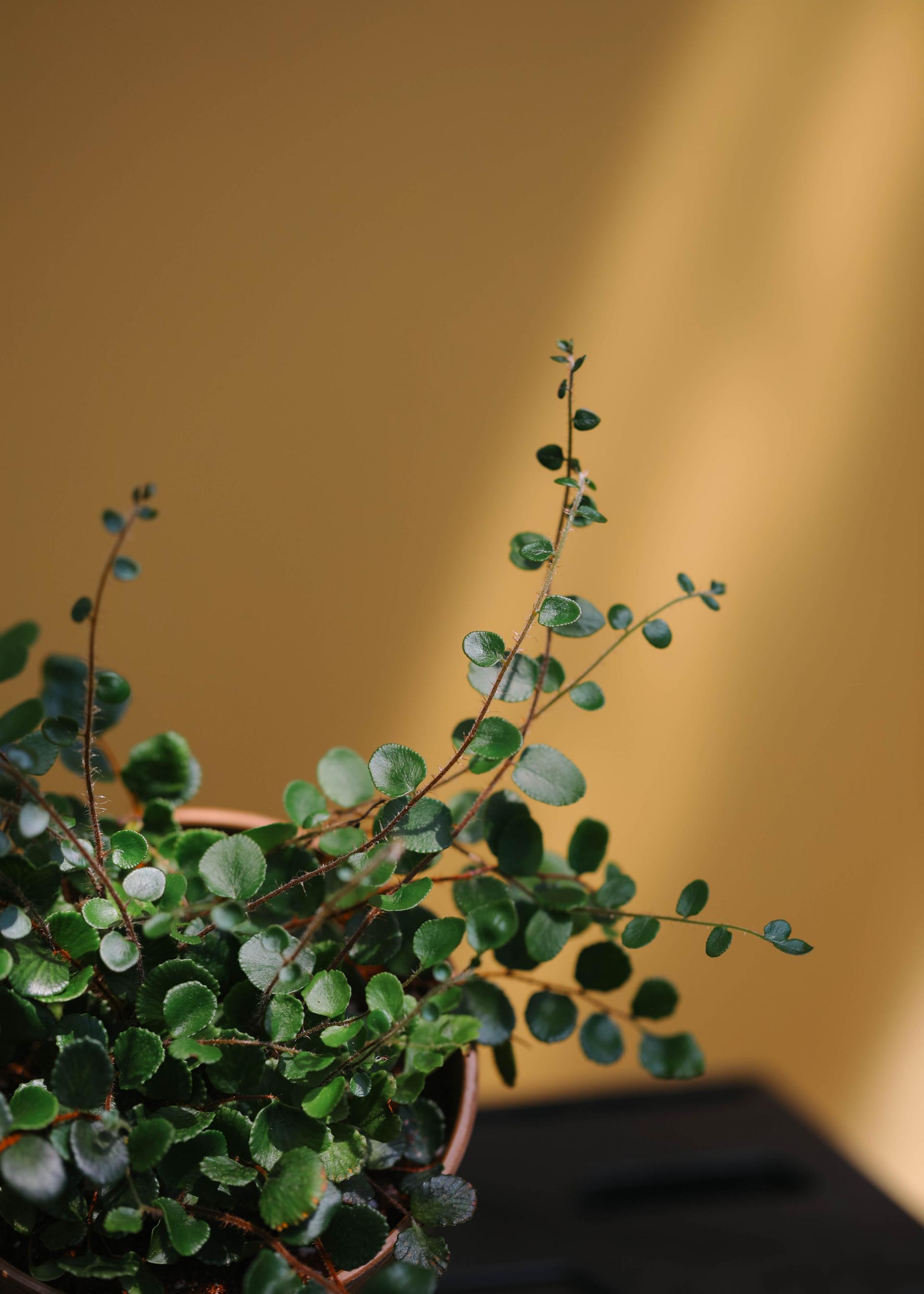 Pellaea rotundifolia (Button Fern) 펠리어 로툰디폴리아 (단추 고사리)