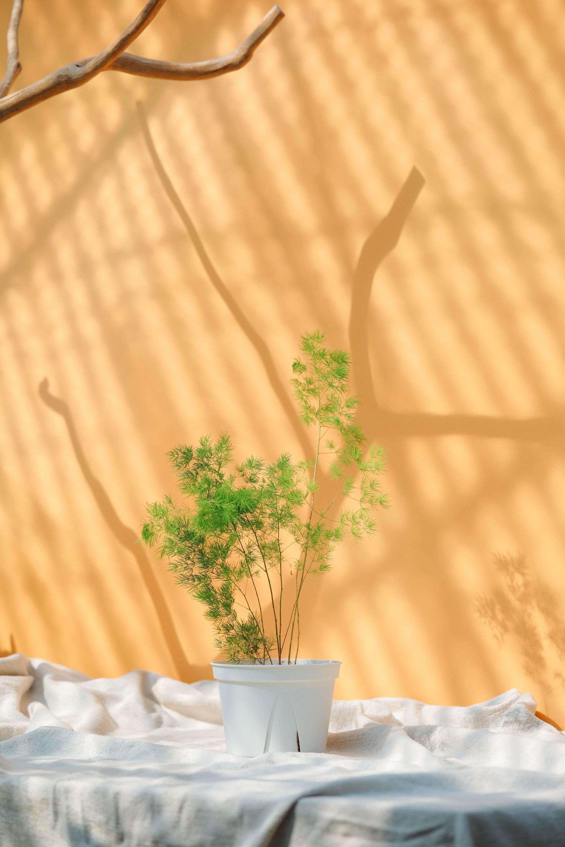 Asparagus myriocladus + White slit pot 아스파라거스 미리오클라두스 중품 + 화이트 슬릿