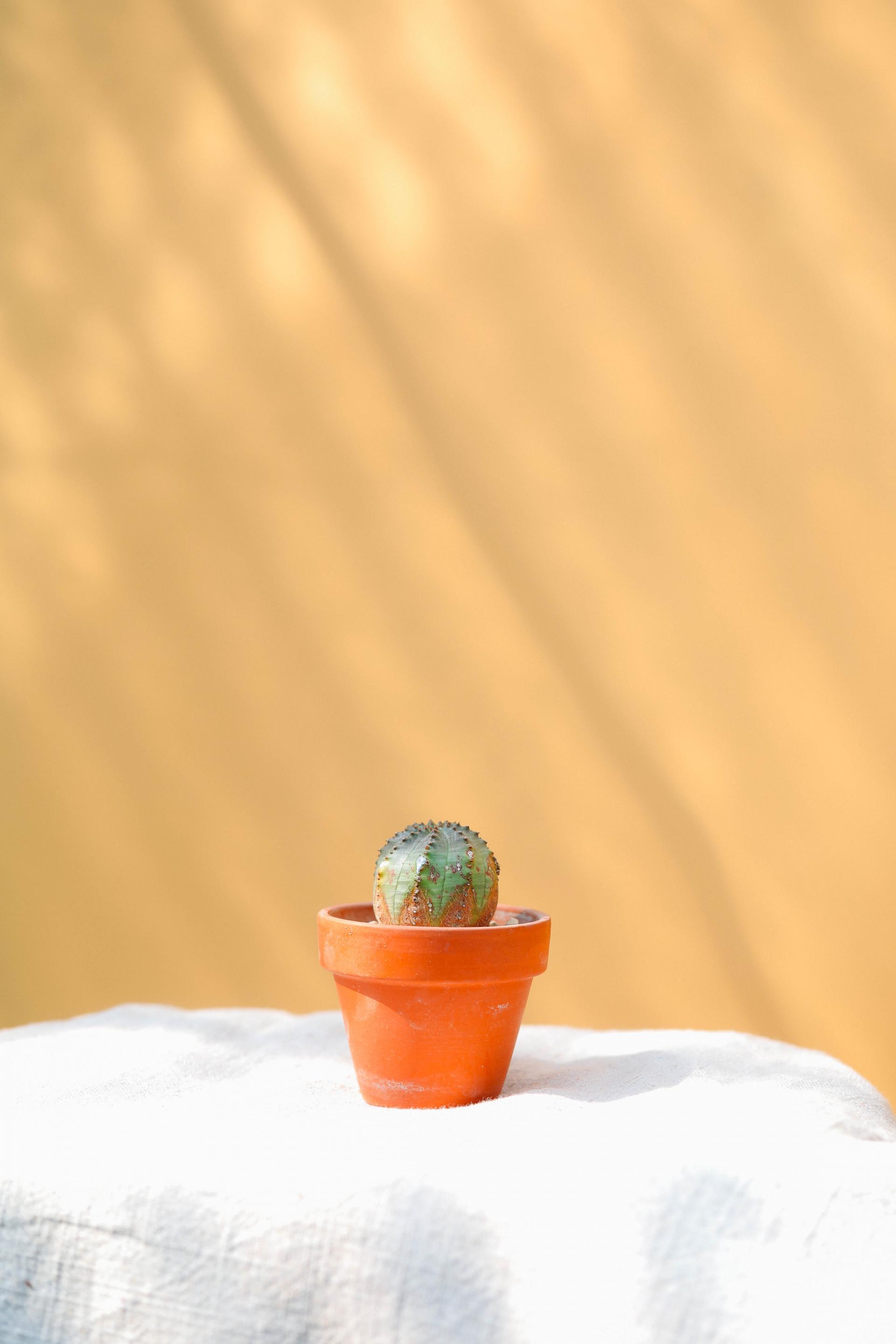Euphorbia pseudoglobosa + Mini honey jar pot 유포르비아 수도글로보사 (오베사 몬스터) + 미니 허니자르팟 복제