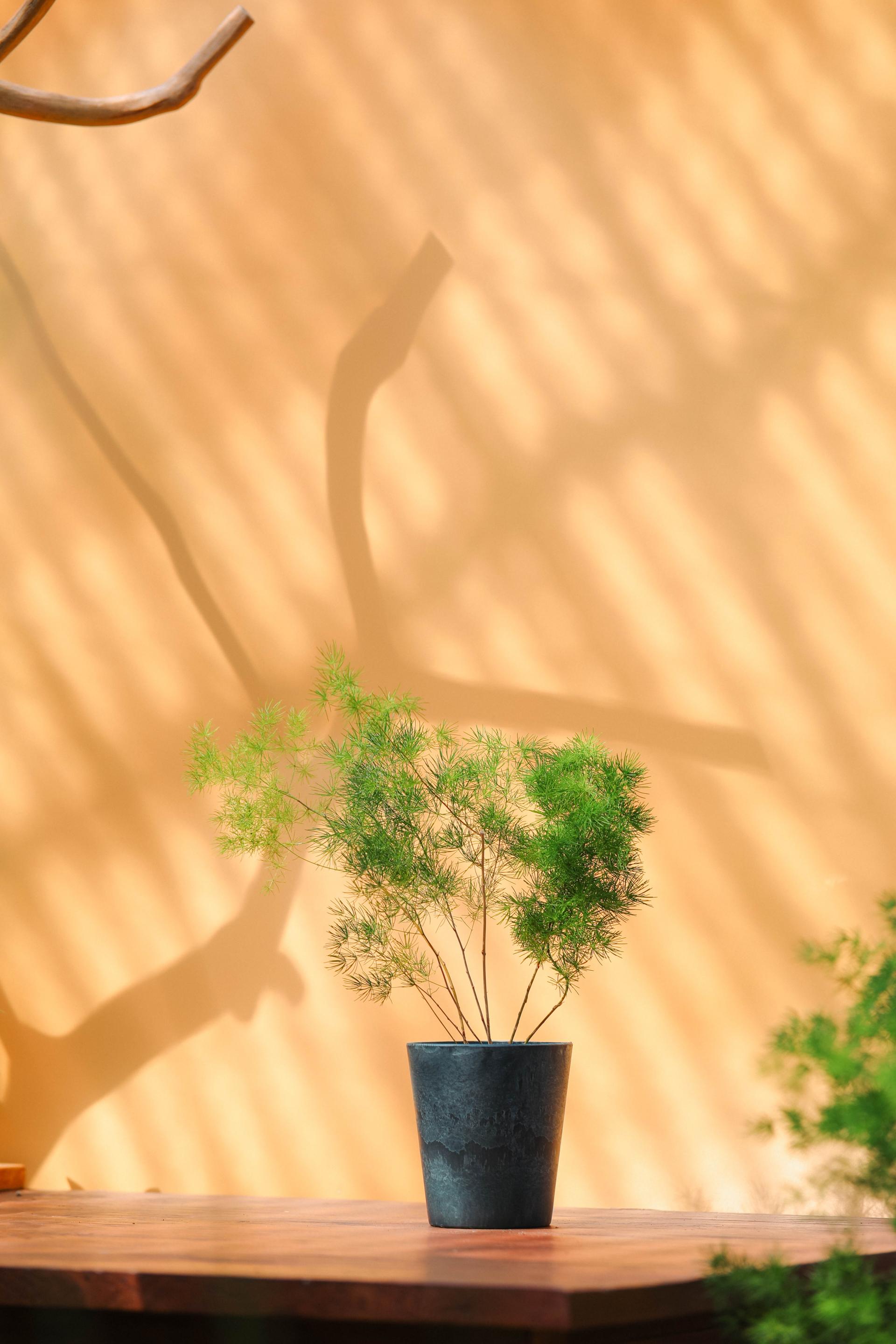 Asparagus myriocladus + Marble pot 아스파라거스 미리오클라두스 소품 + 마블팟