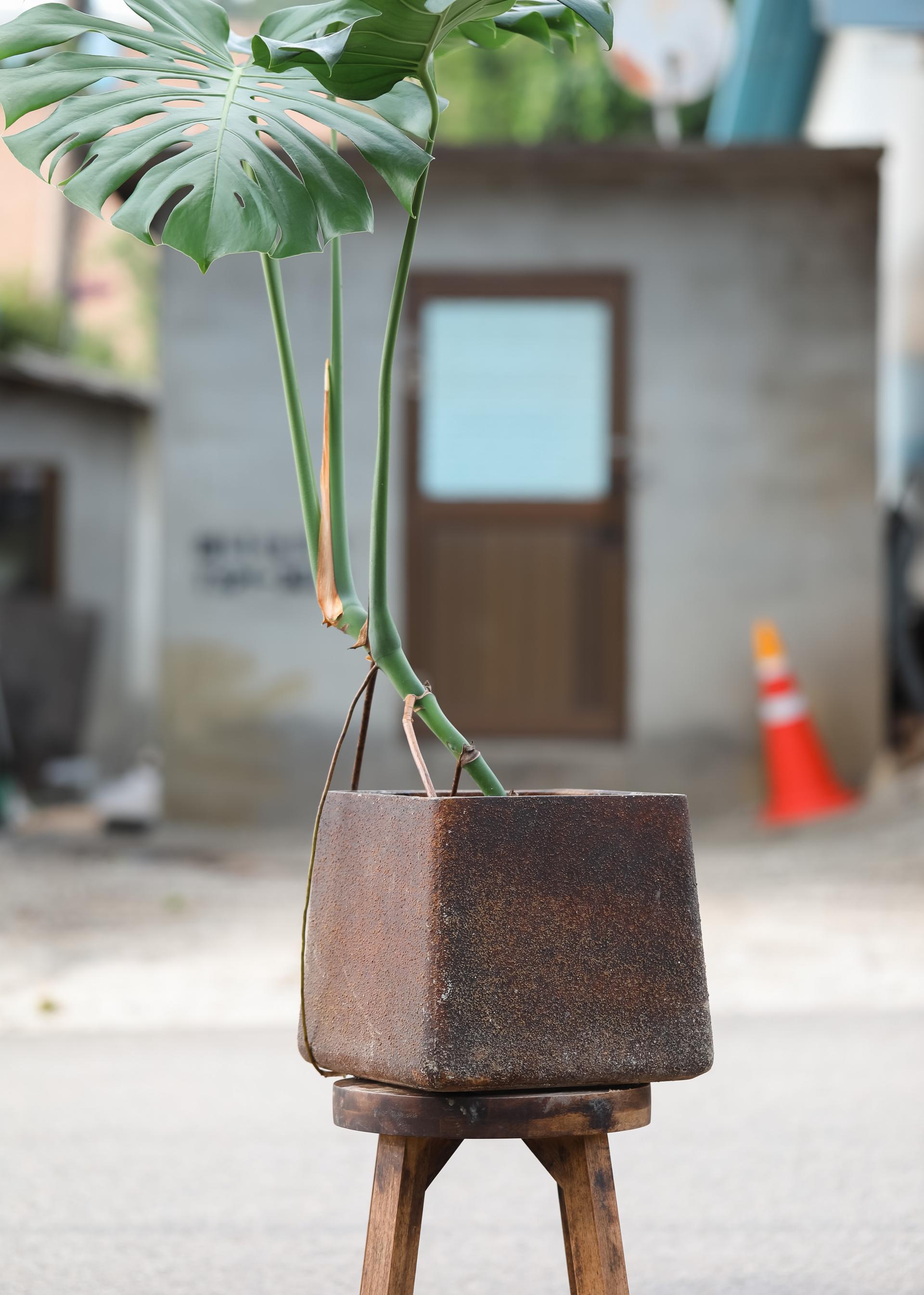 Monstera deliciosa + D&M cave rust pot 몬스테라 델리시오사 + 디앤엠 케이브 러스트팟