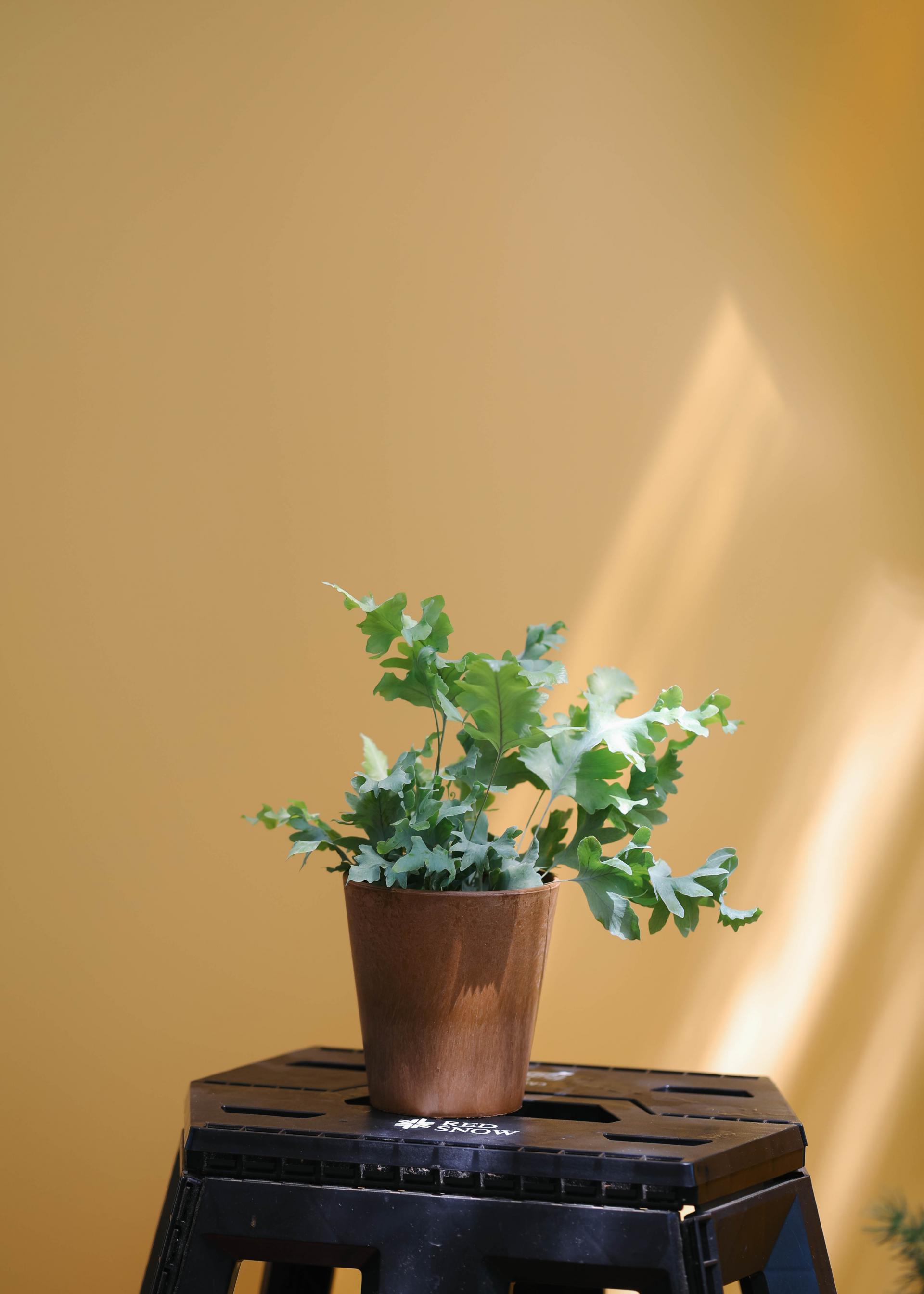 Phlebodium aureum 'Davana' 다바나 고사리