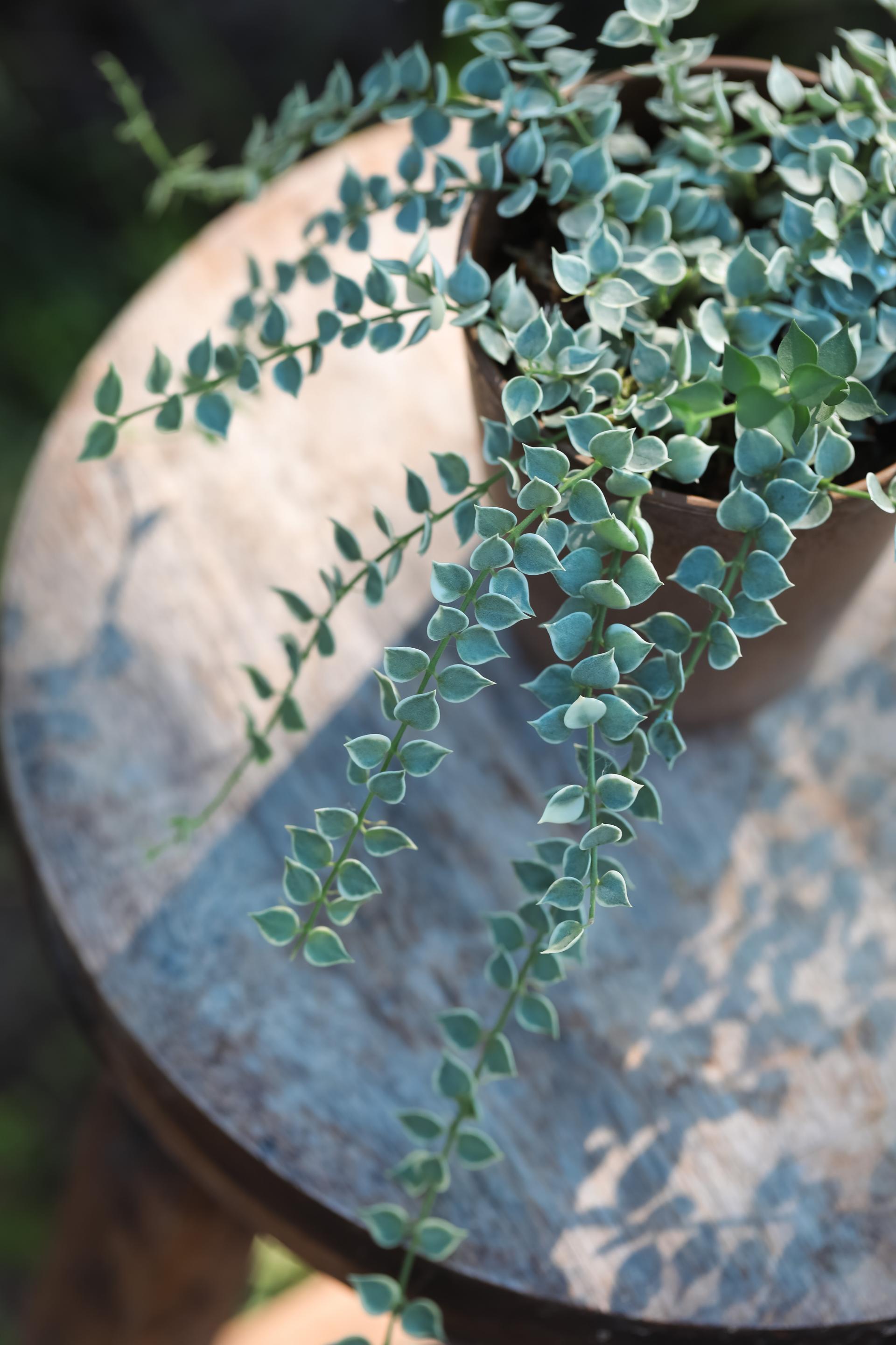 Dischidia ruscifolia variegated 디스키디아 루시폴리아 무늬종 (밀리언하트 무늬종)