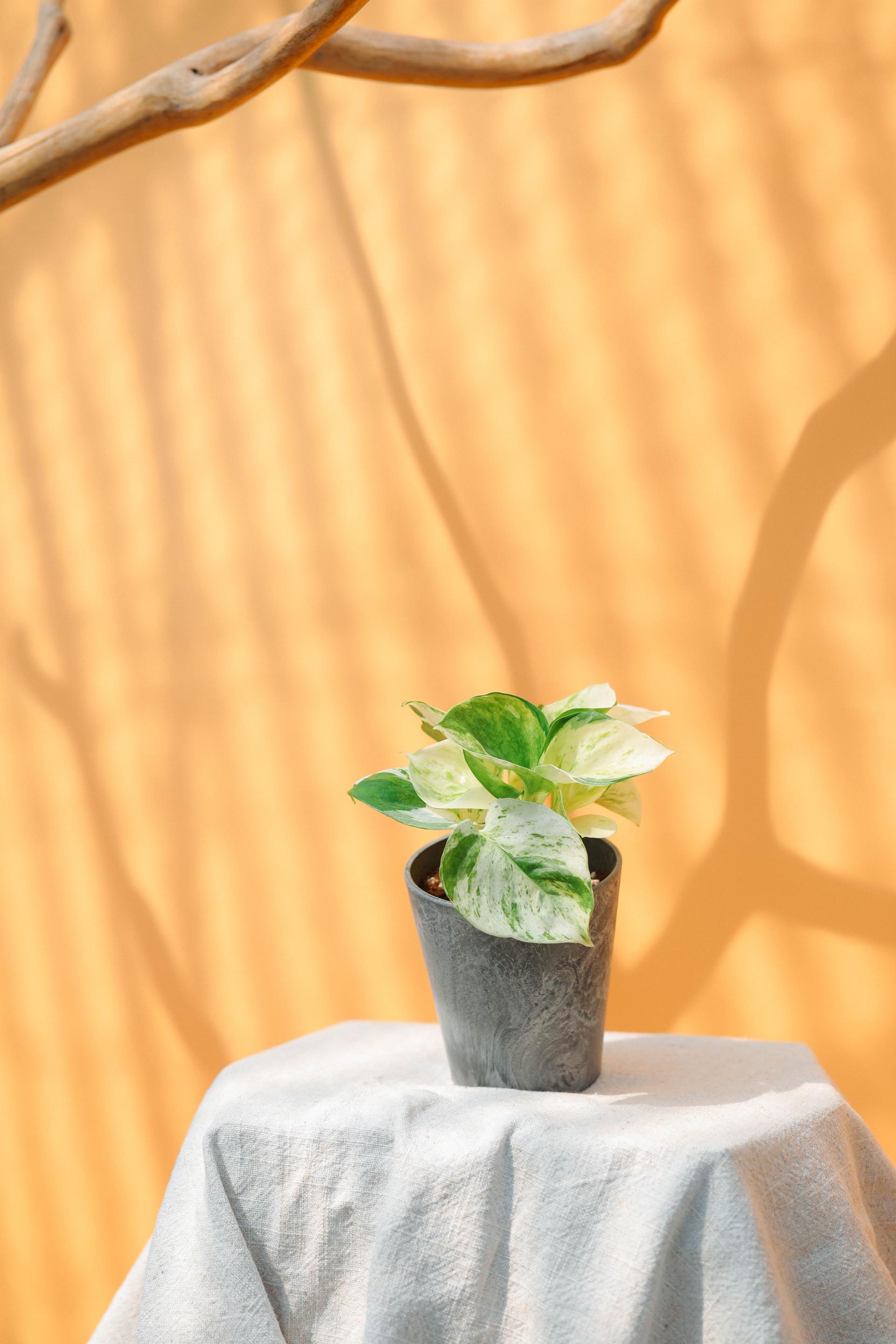 Epipremnum aureum manjula + Gray marble pot 에피프렘넘 만줄라 (오레우스 스킨답서스) + 그레이 마블팟