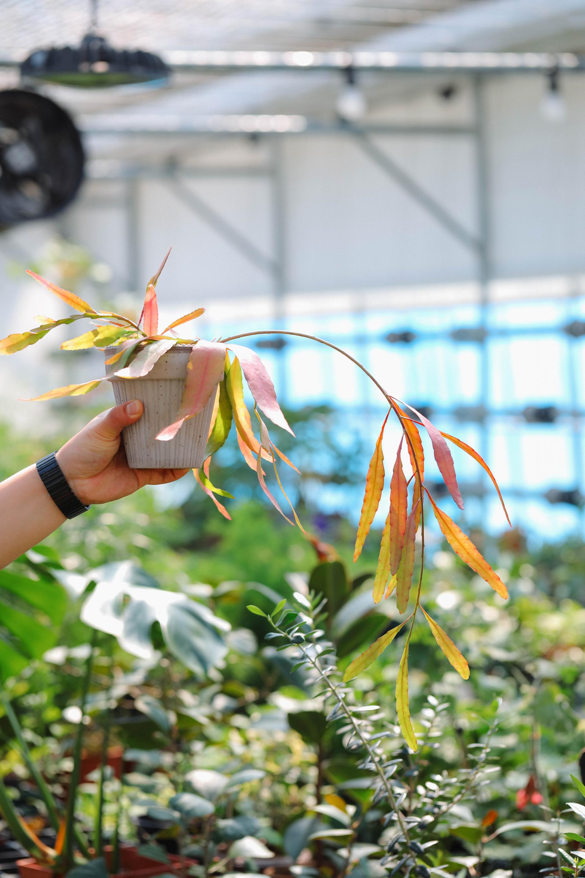 Rhipsalis ramulosa 'Red Coral' + Bergs Potter Simona grey 립살리스 라뮬로사 '레드 코랄' + 베르그포터 시모나 그레이
