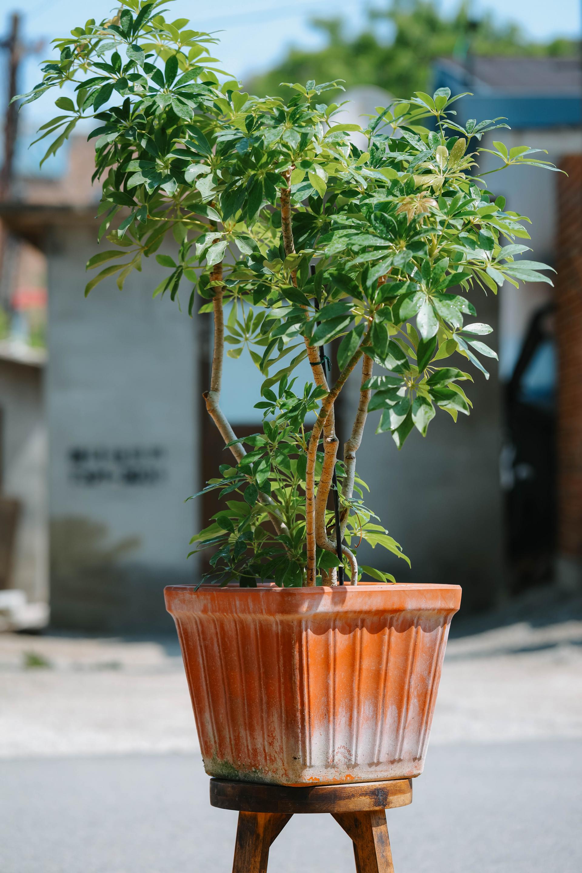 Schefflera arboricola gold + Italy square pot 쉐프렐라 아보리콜라 골드 (형광 홍콩야자) + 이태리 스퀘어팟