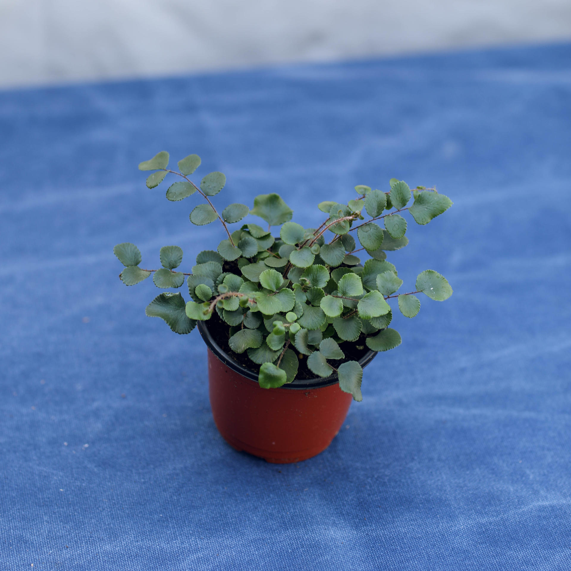 Pellaea rotundifolia (Button Fern) 펠리어 로툰디폴리아 (단추 고사리)