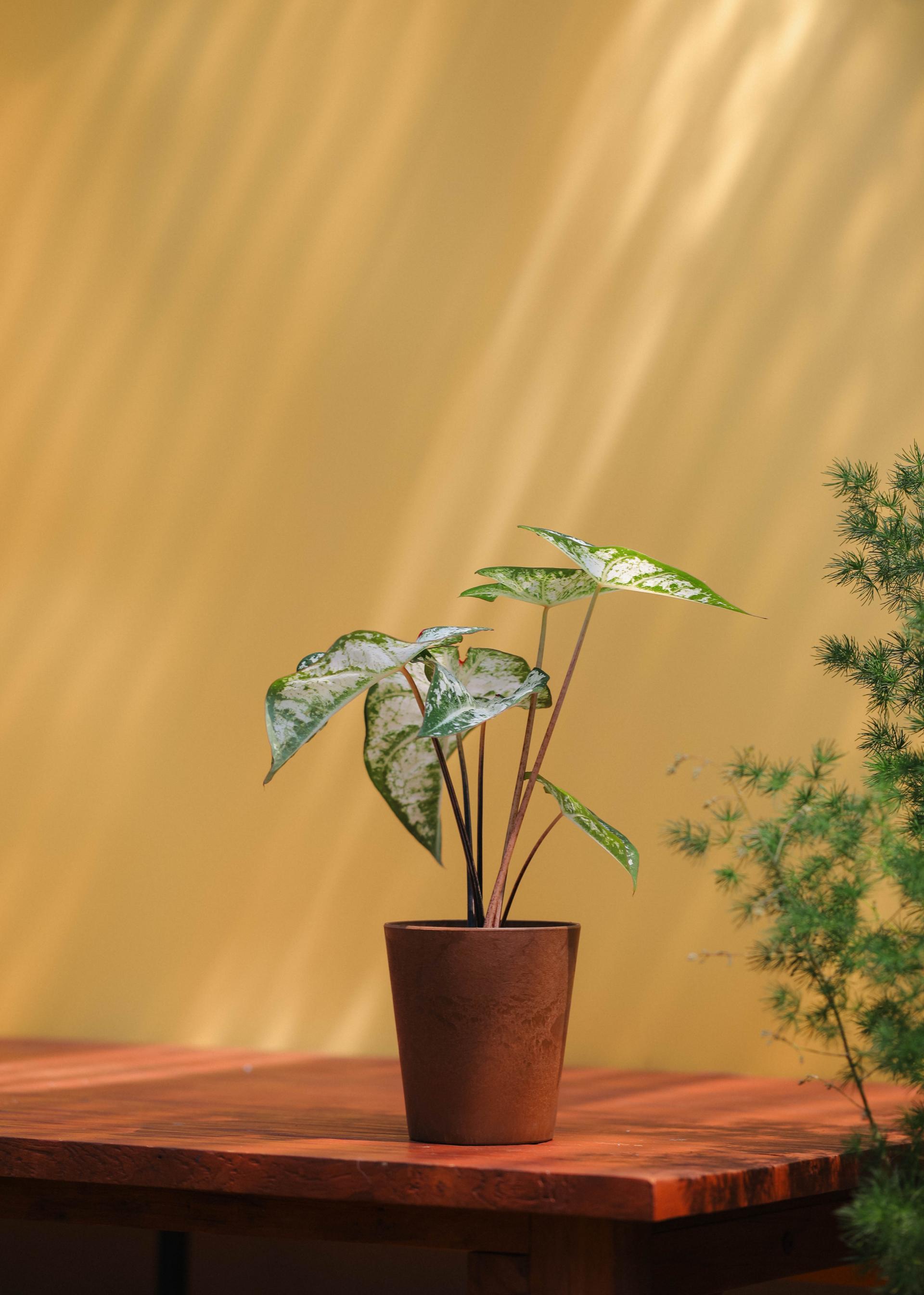 Caladium 'Snow flurry' 칼라디움 스노우 플러리