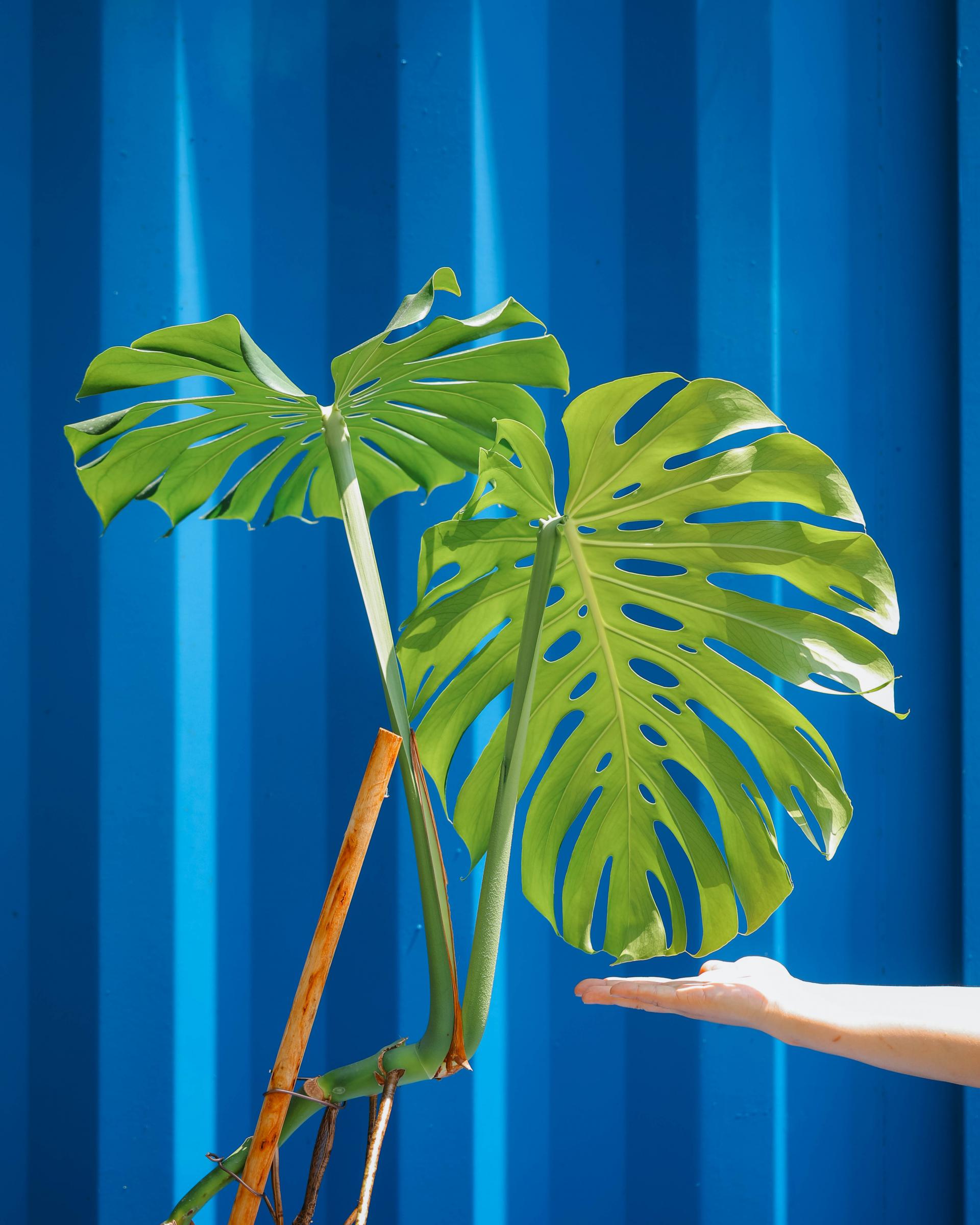 Monstera deliciosa + Germany mocha double ring pot 대왕 몬스테라 델리시오사 + 독일 모카 더블링팟