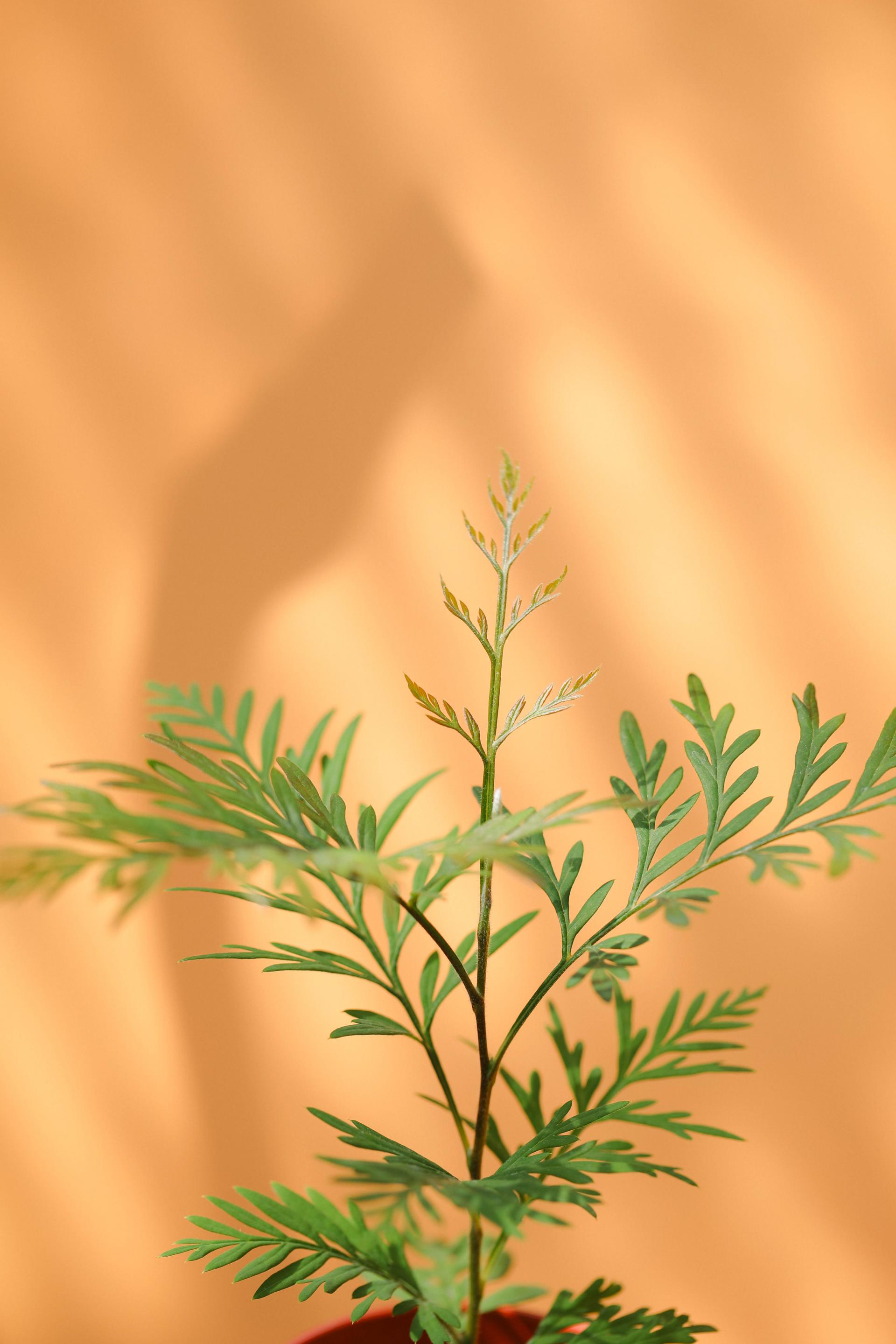 Grevillea robusta + Marble pot 그레빌레아 로부스타 + 마블팟