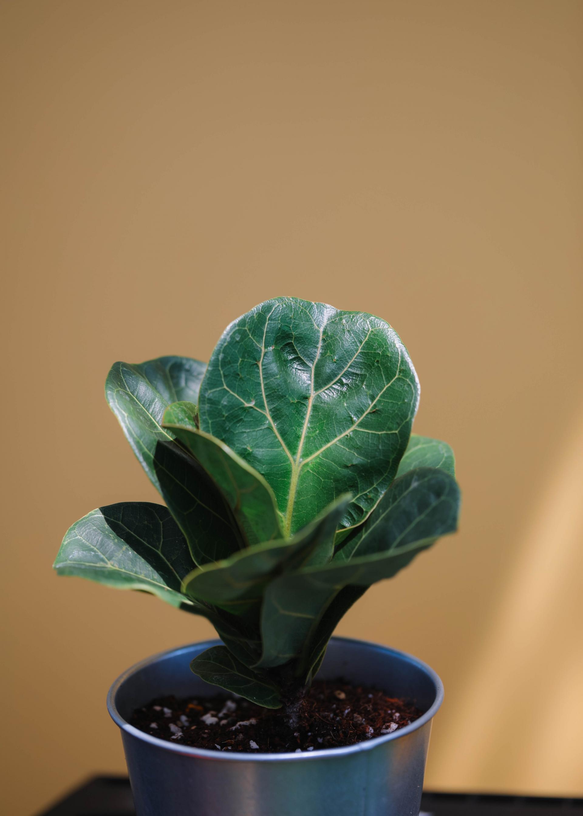 Ficus lyrata + Tin basket 휘커스 라이라타 (떡갈 고무나무) + 틴 바스켓