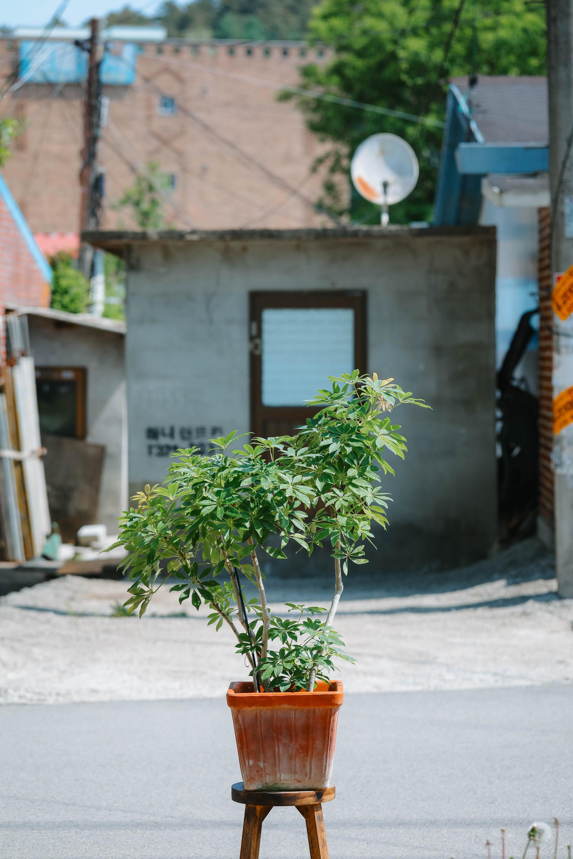 Schefflera arboricola gold + Italy square pot 쉐프렐라 아보리콜라 골드 (형광 홍콩야자) + 이태리 스퀘어팟